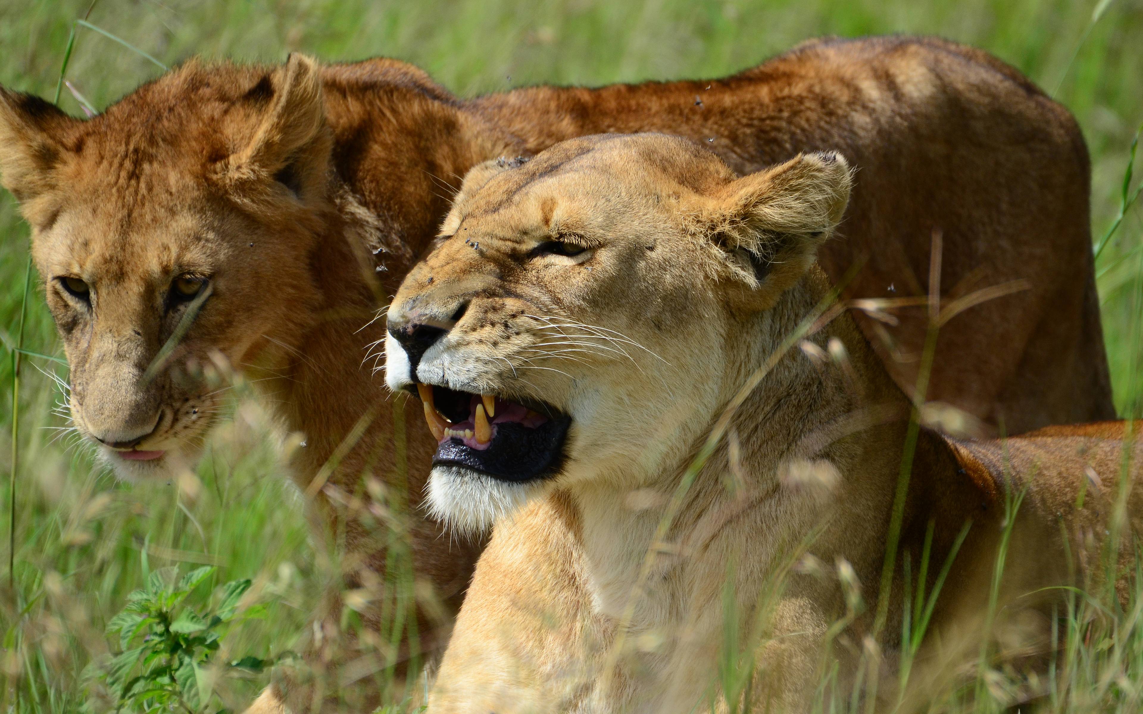 Safari nel Serengeti, regione delle Kopjes