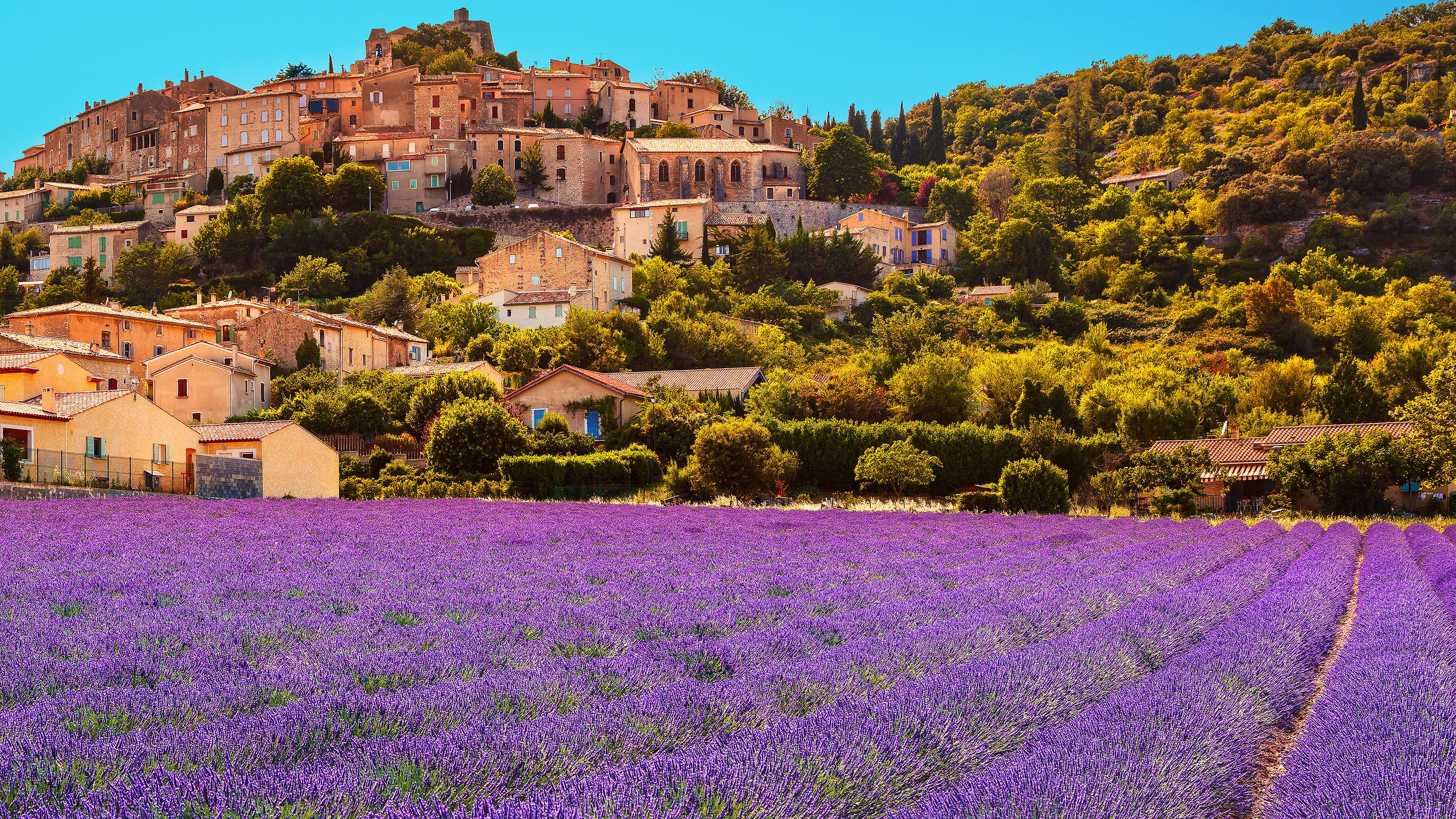 Des champs de lavandes en Provence