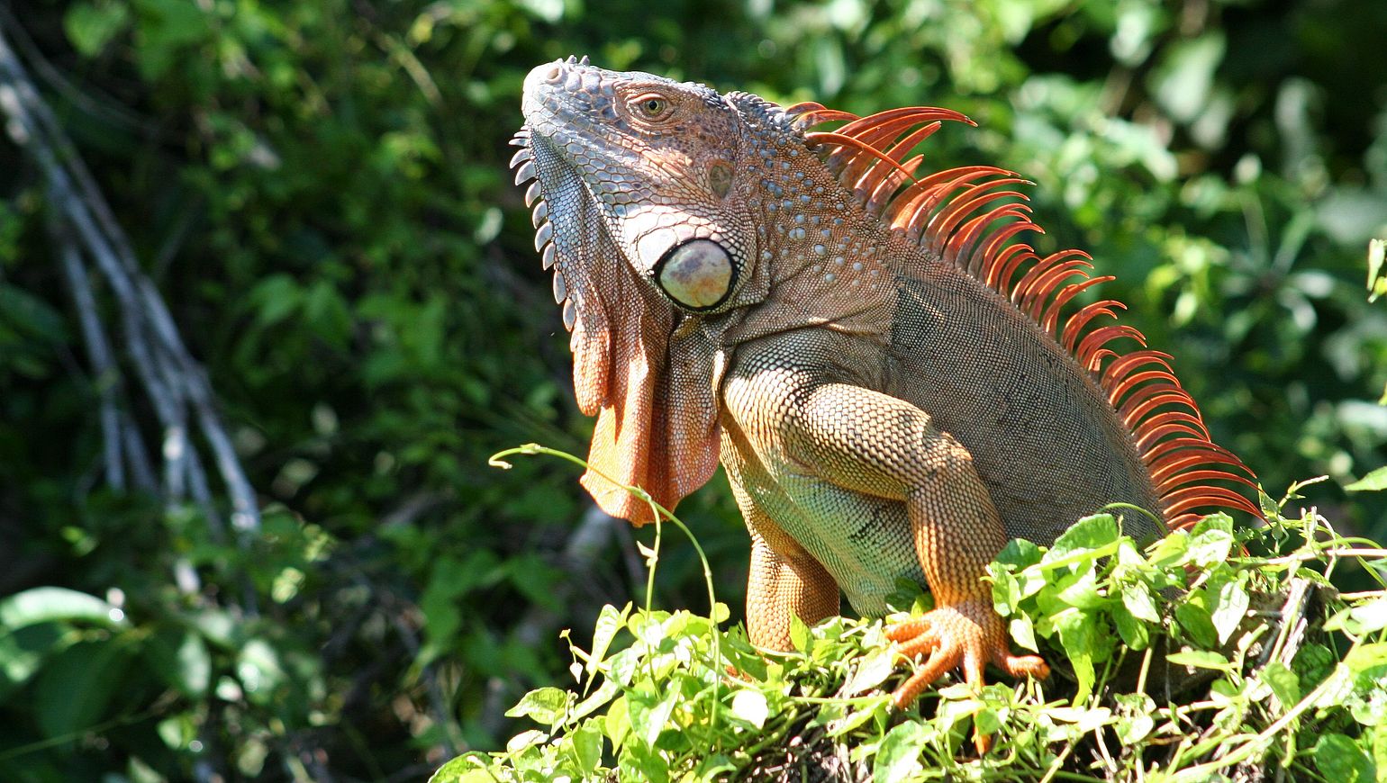 Tour Costa Rica Parchi naturali e spiagge Evaneos