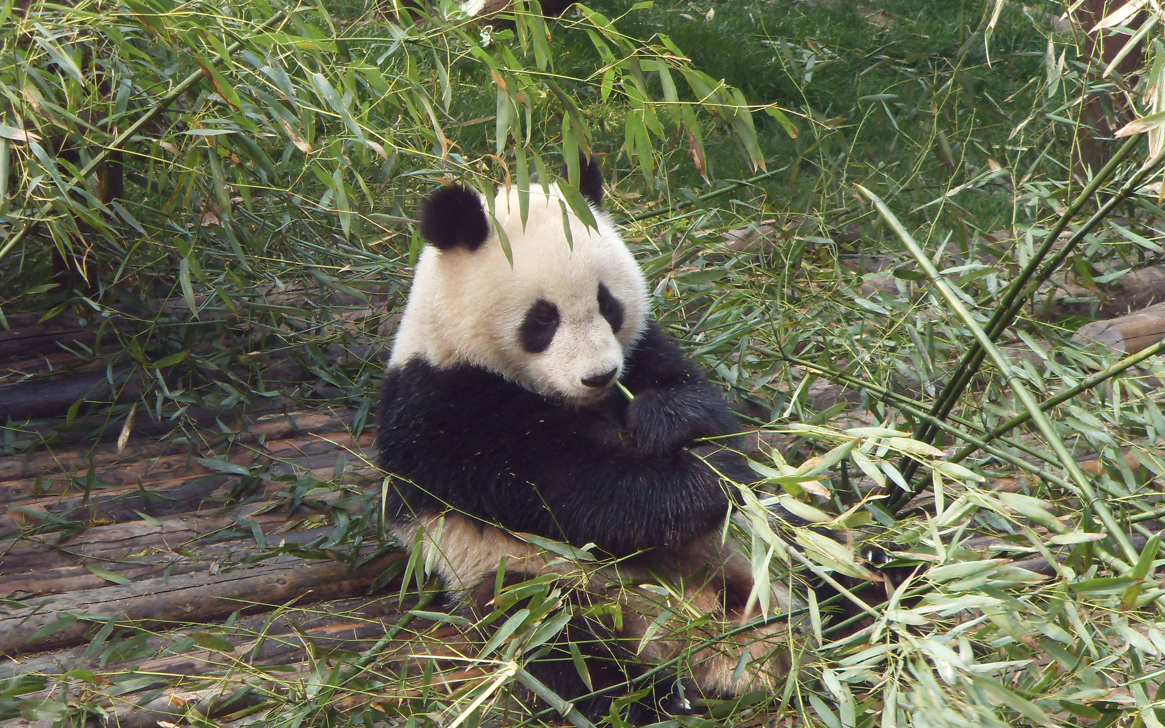 TCM Kurs und Besuch einer Panda Aufzuchtstation