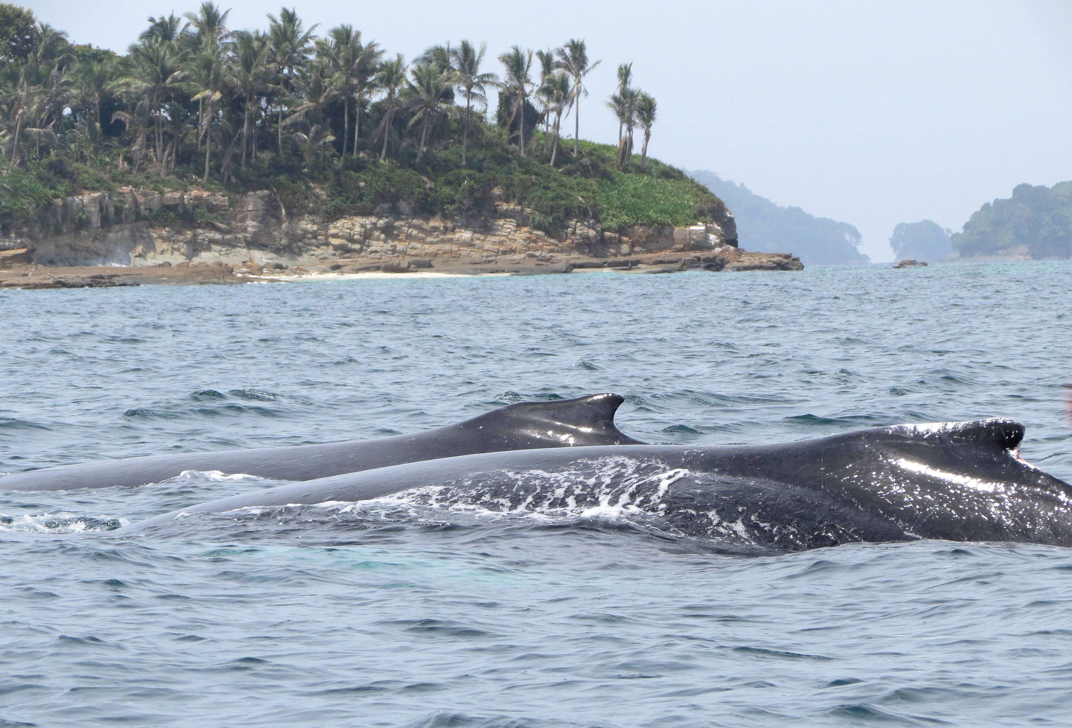 Observation de baleines aux îles Perles