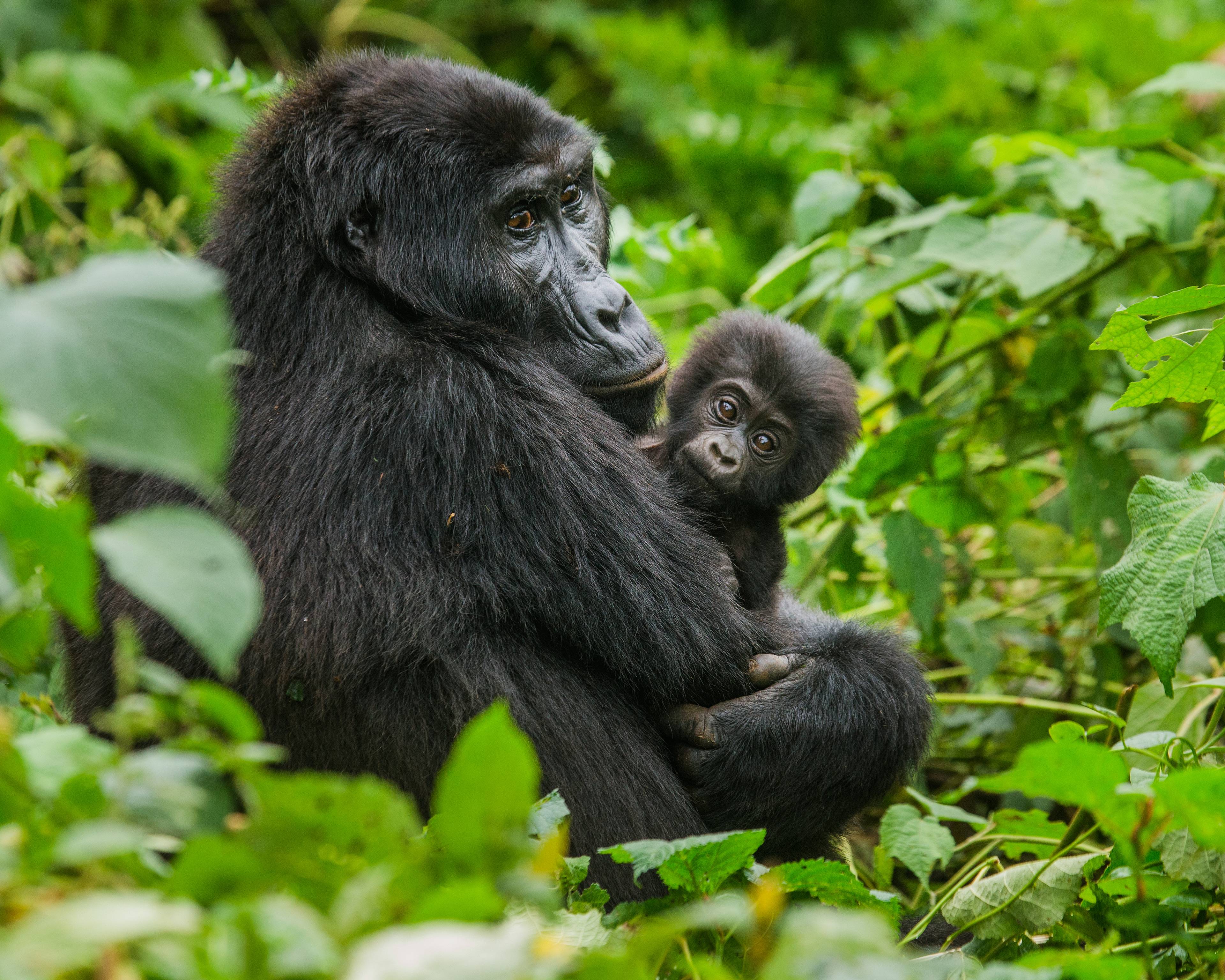 Extensión: Gorilas en Parque de los Volcanes 
