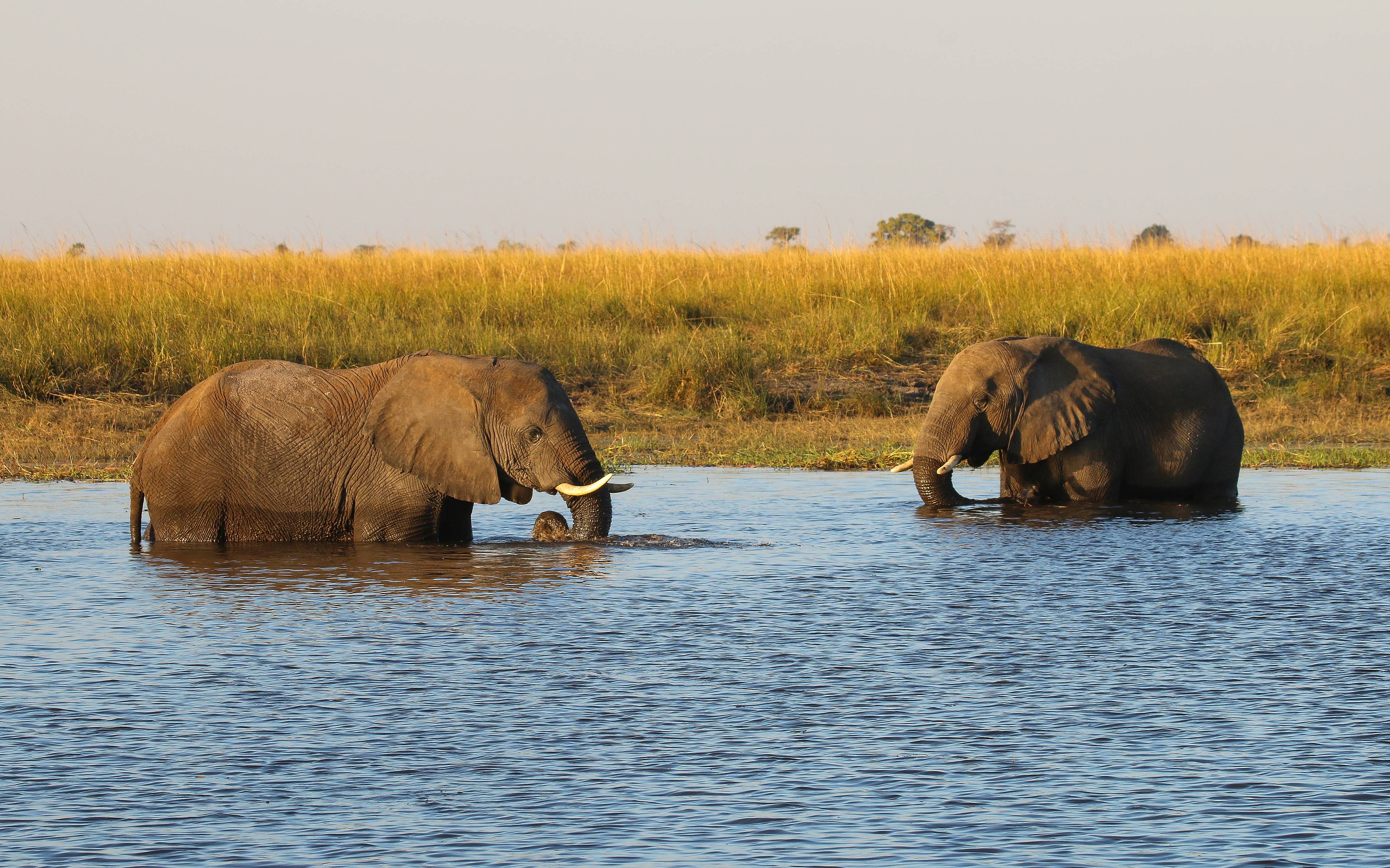 Entdecken Sie den Chobe-Nationalpark