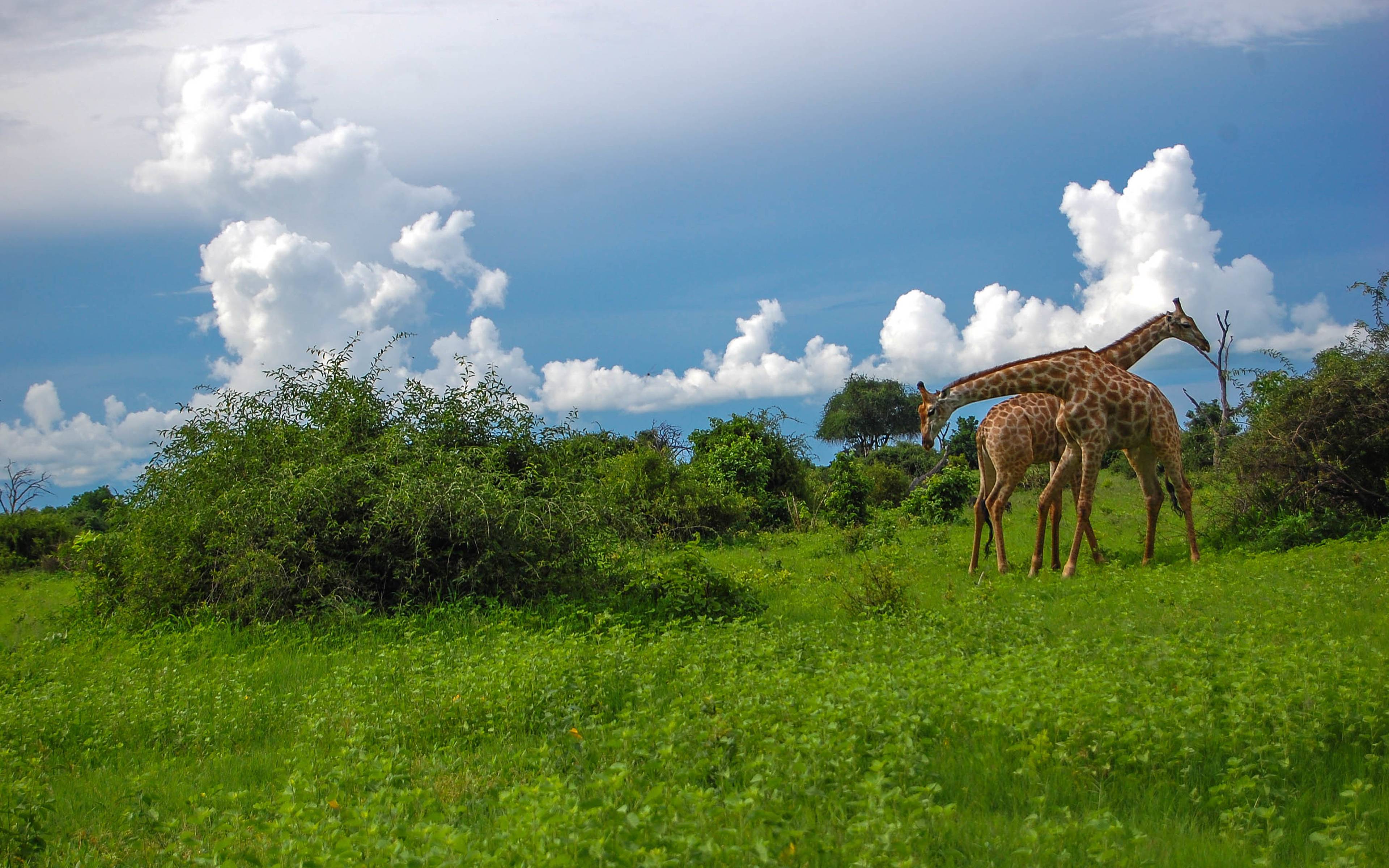 Pirschfahrten im nördlichen Chobe Nationalpark