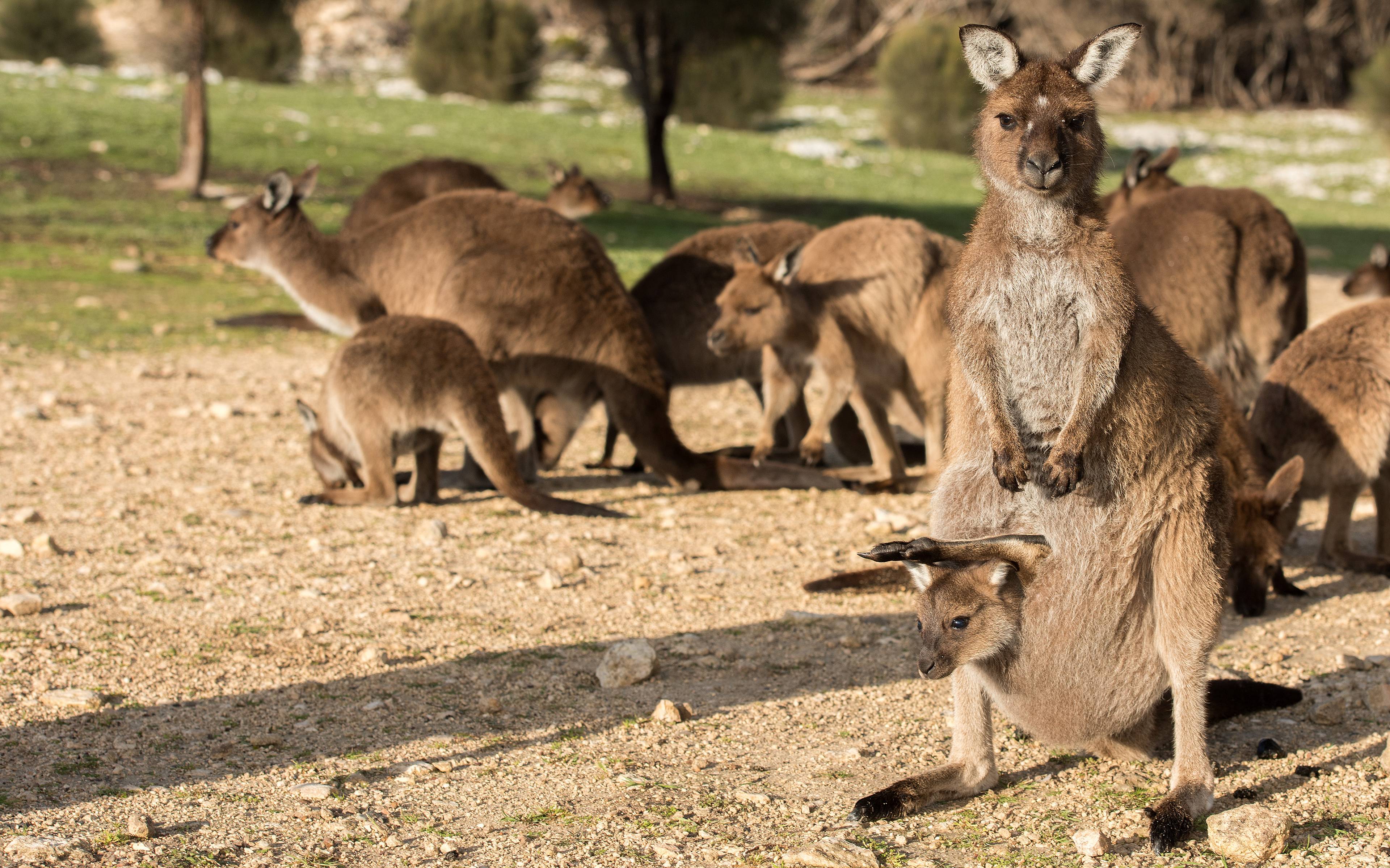 Visita di Kangaroo Island