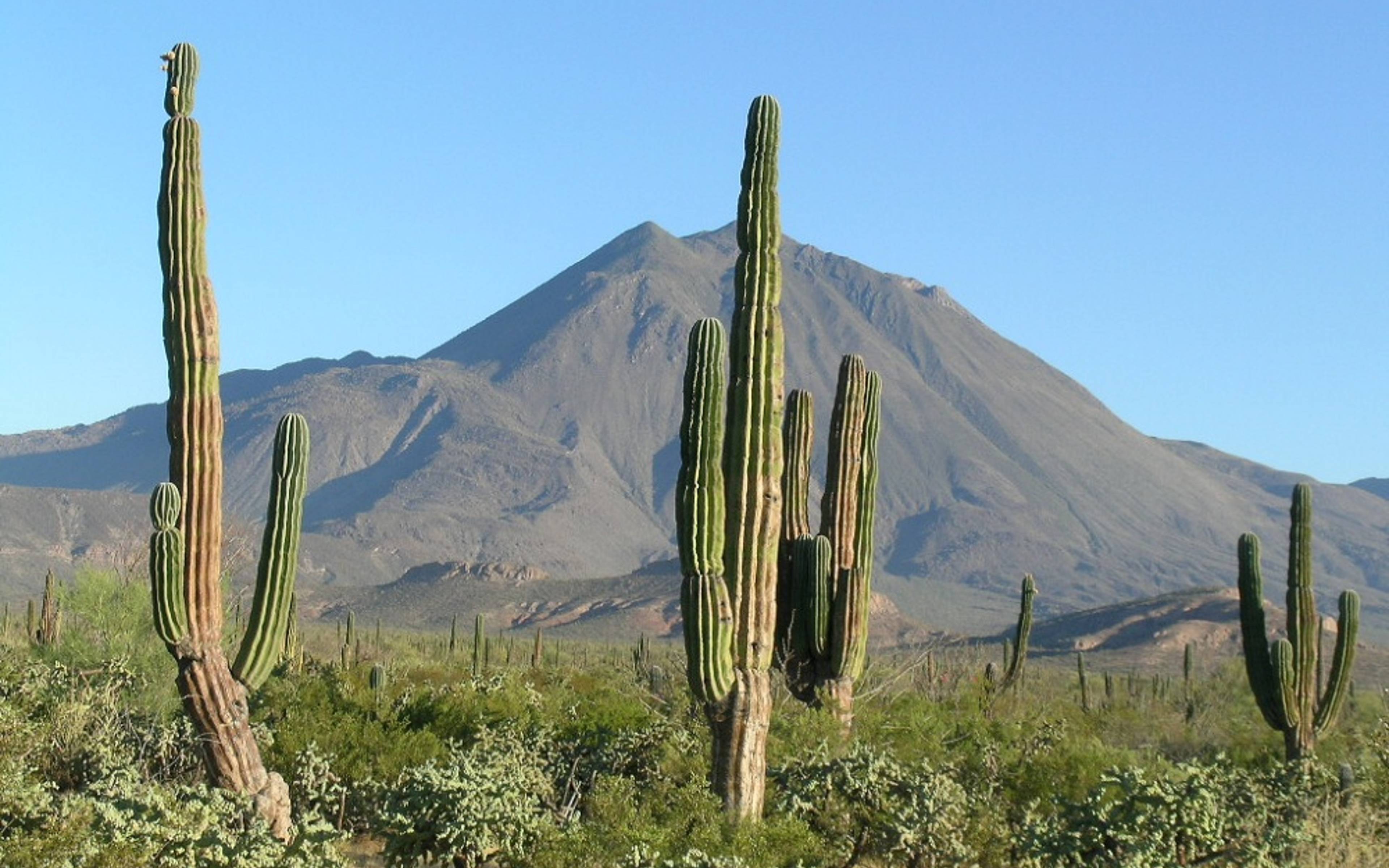 Das Vizcaíno Biosphärenreservat