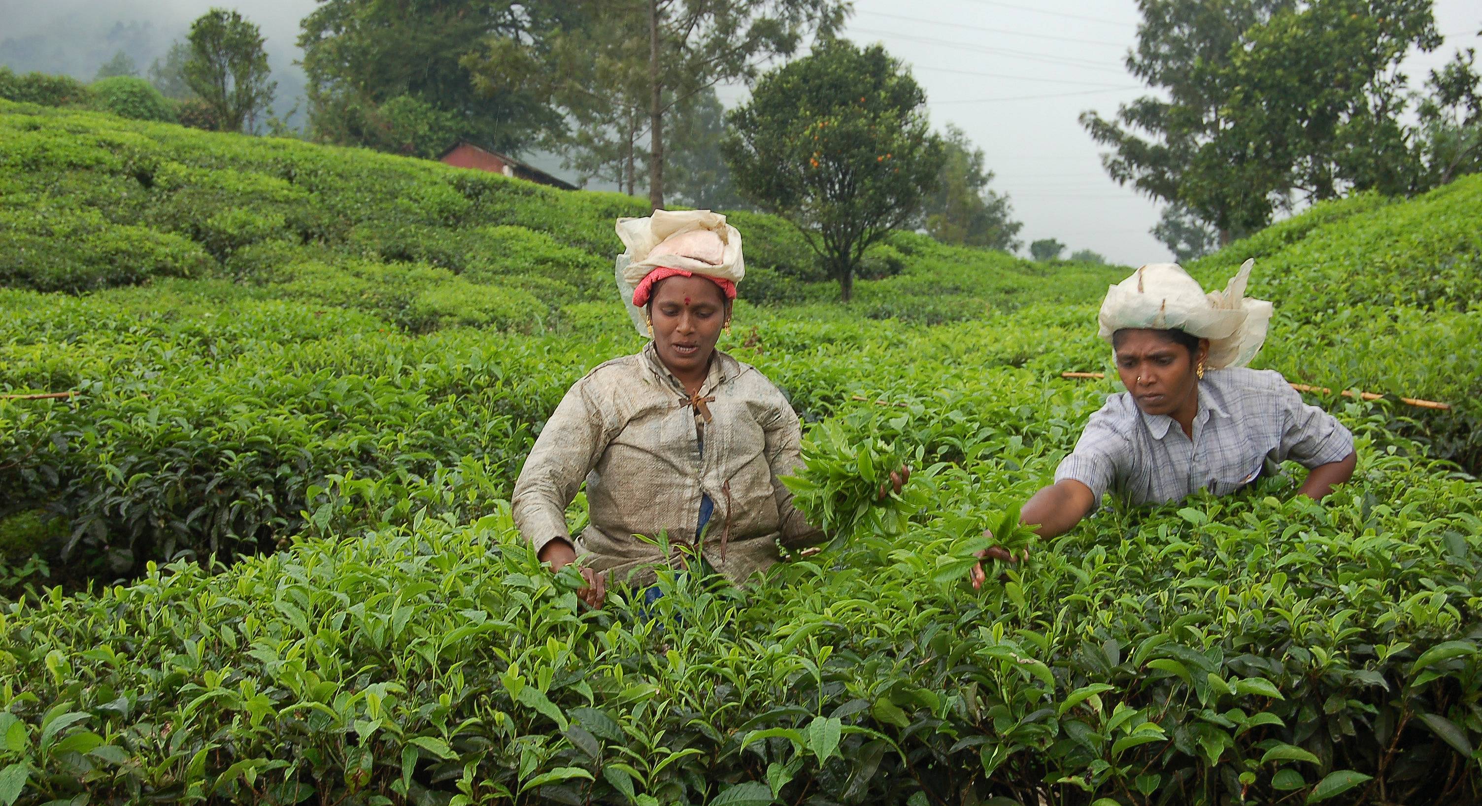 Dans les plantation de thé de Munnar