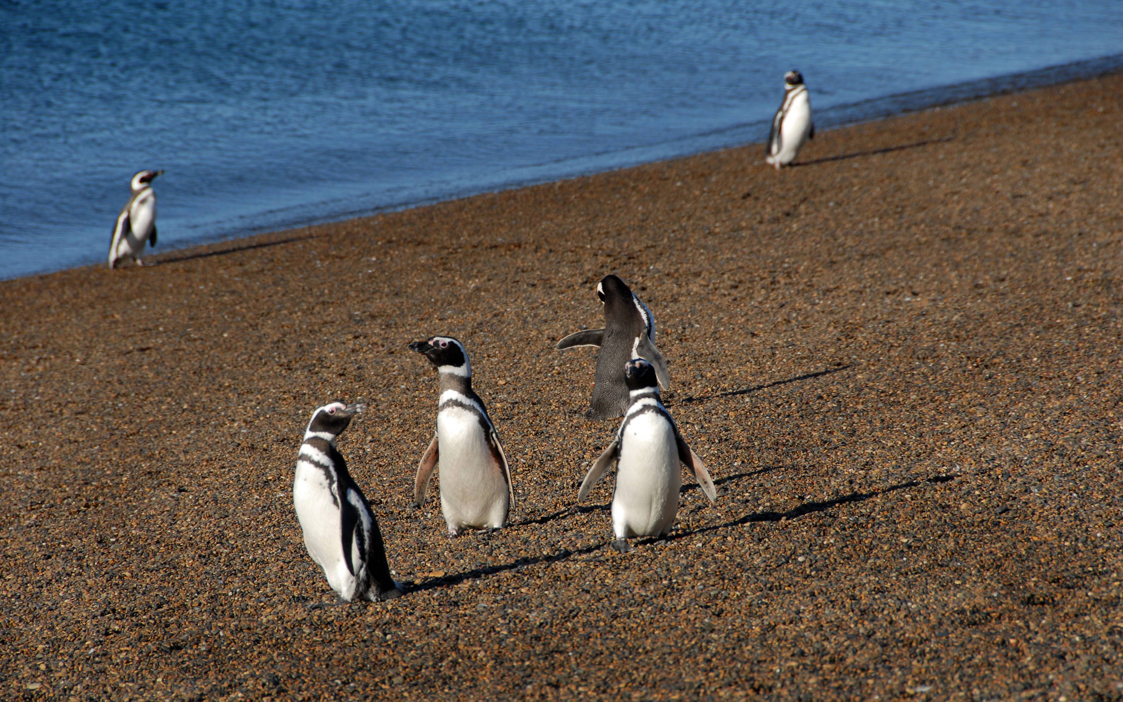 Alla ricerca dei pinguini