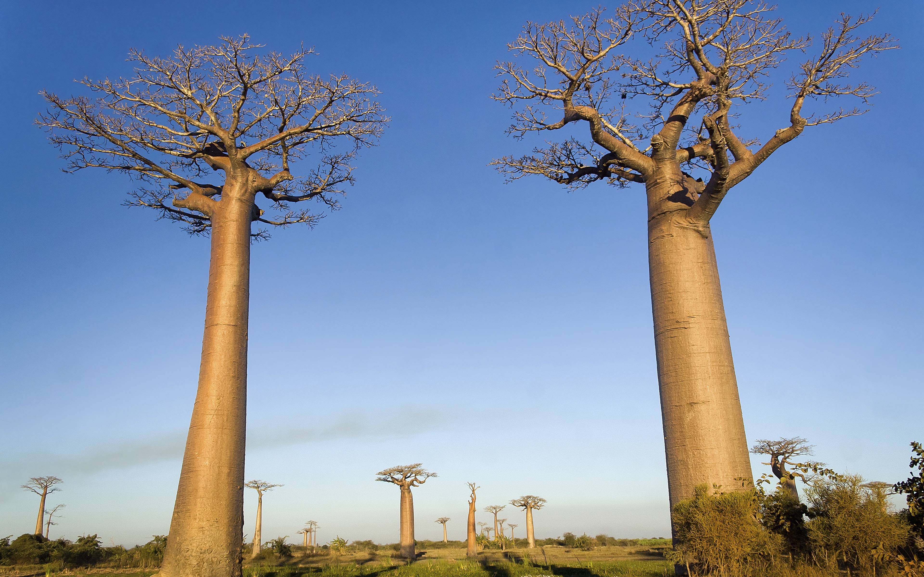 Morondava e il viale dei baobab