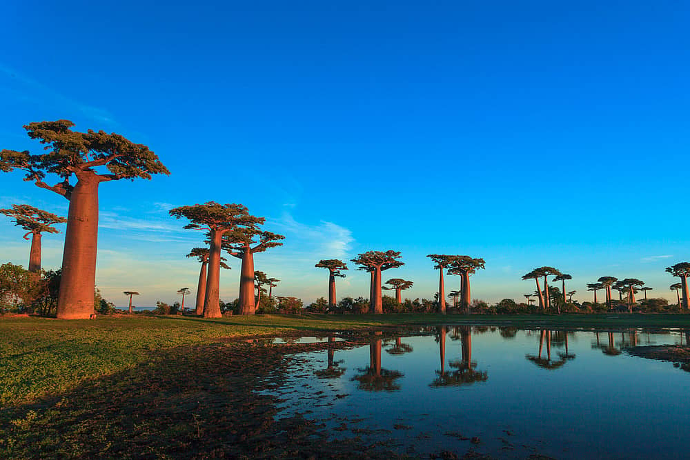 Ritorno al viale dei Baobab