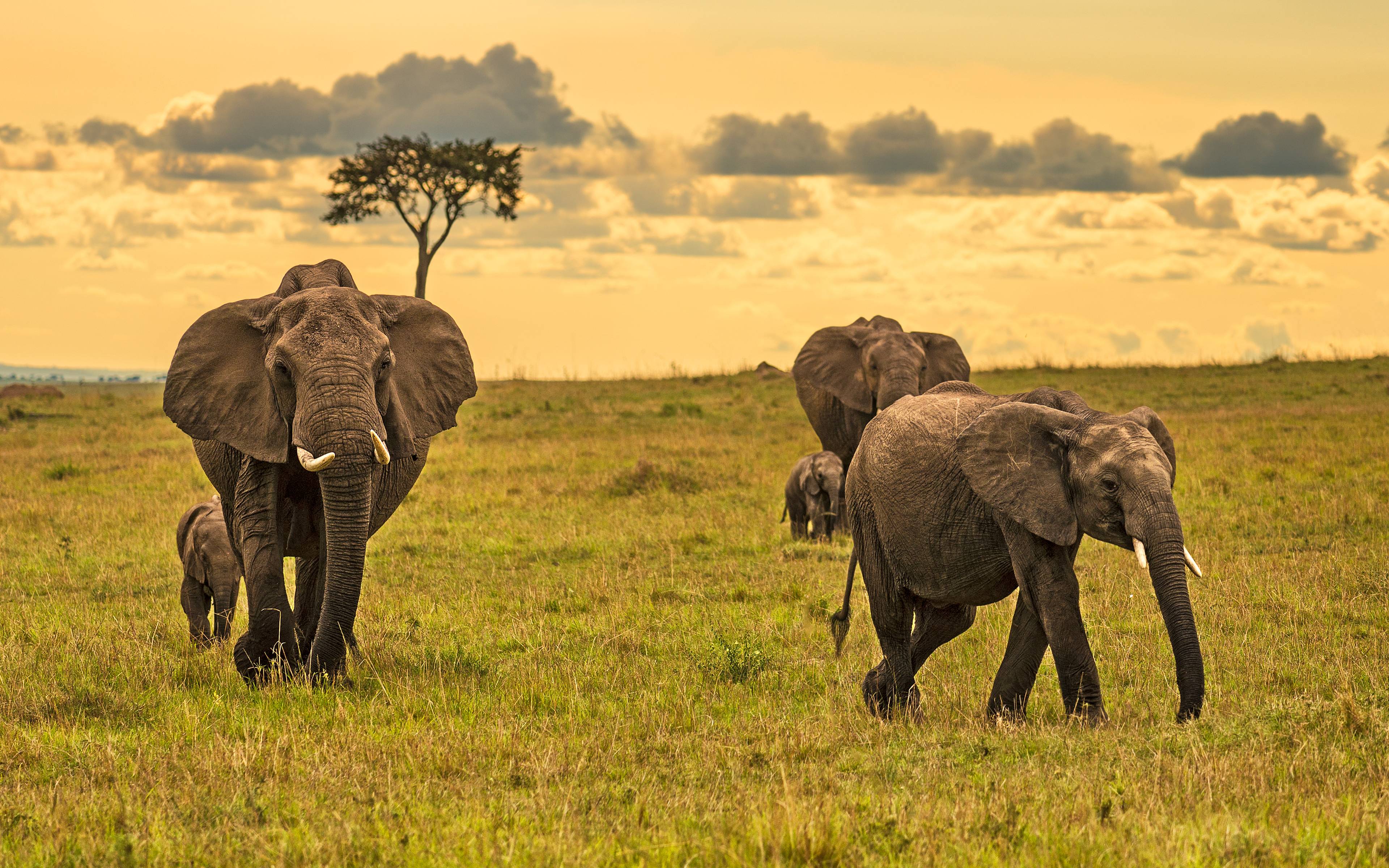 Primi avvistamenti al Masai Mara