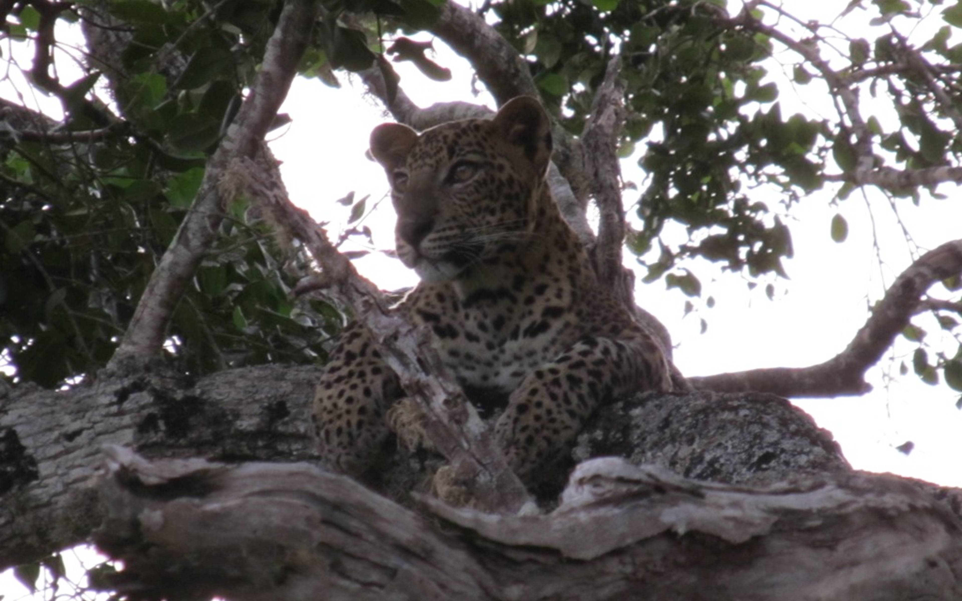 Leopardensafari im Wilpattu Nationalpark