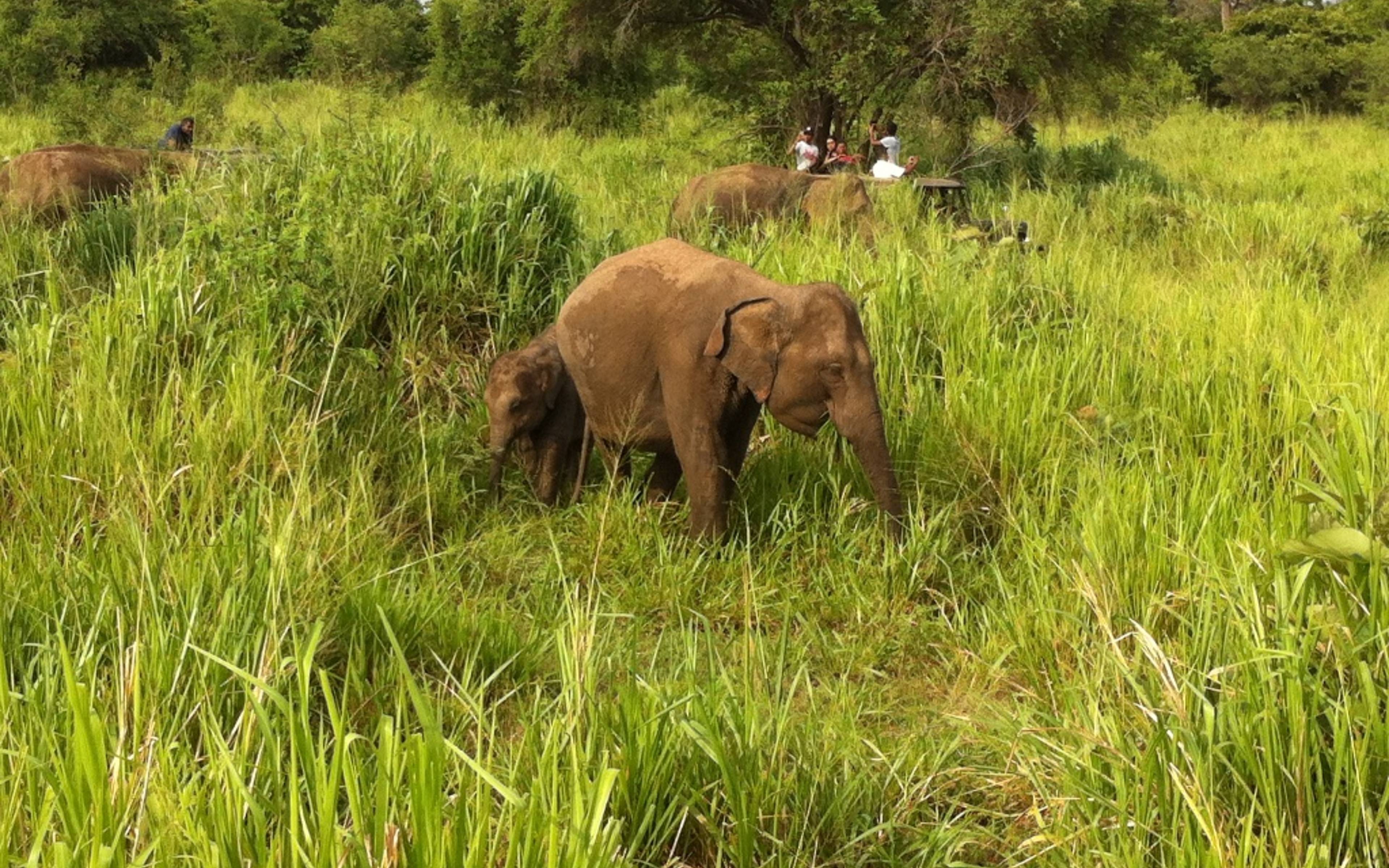 Elefantensafari im Kulturdreieck