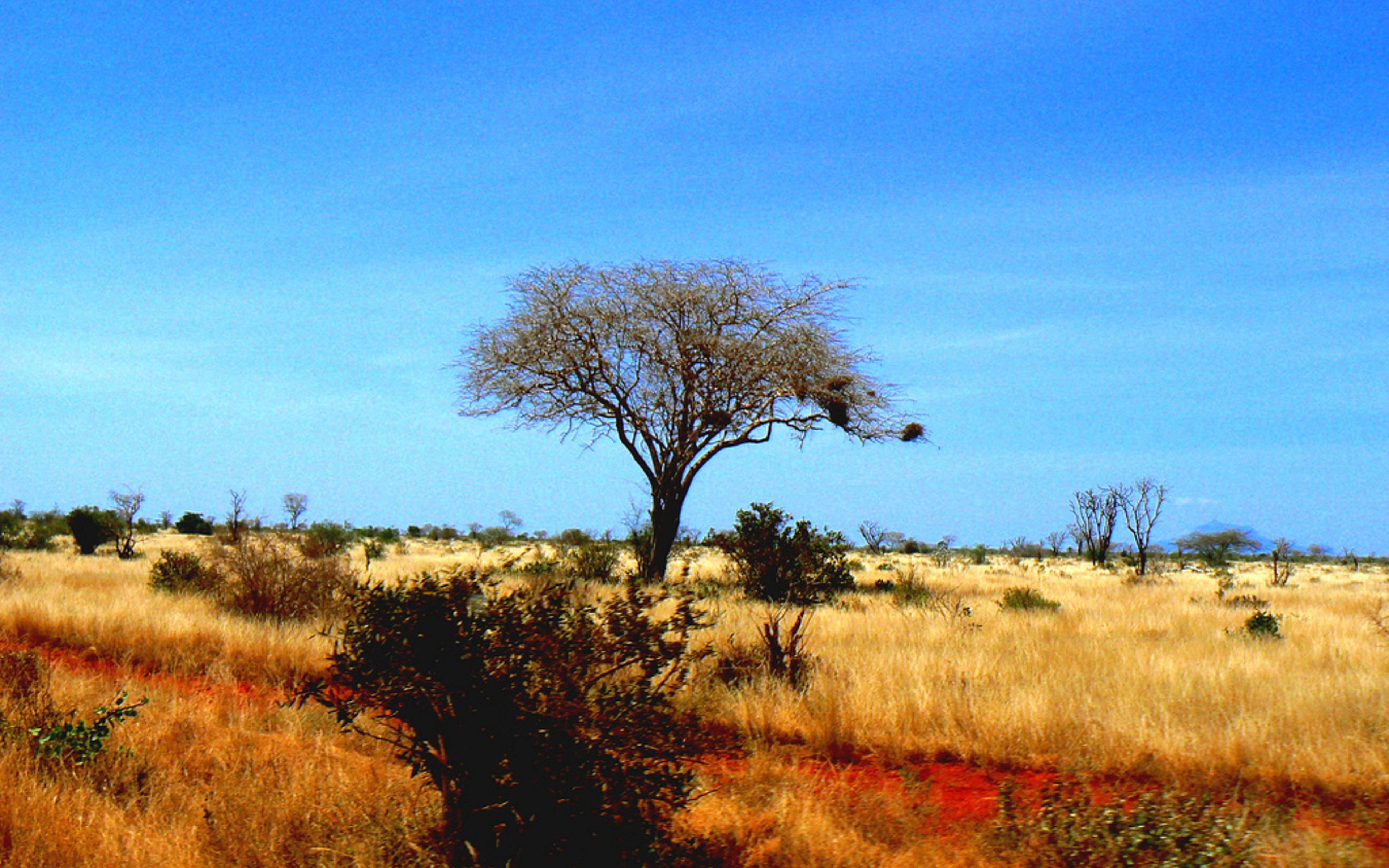 Safari photo dans le parc de Tsavo
