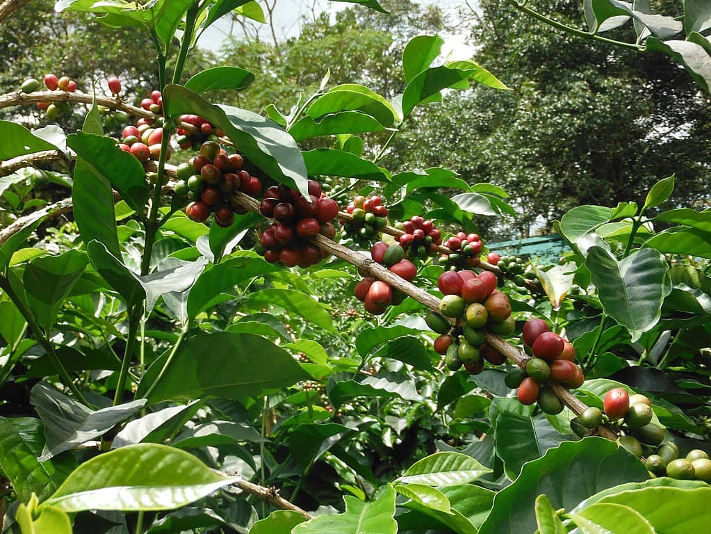 Den kolumbianischen Kaffeekult erleben