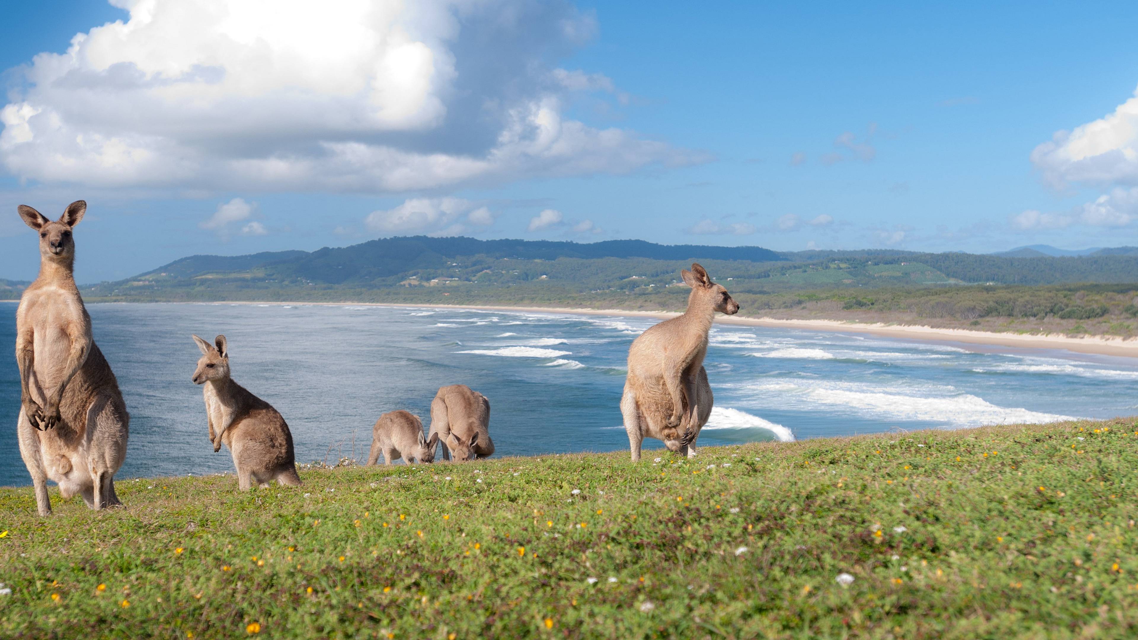 canguros en la playa en Emerald, Australia