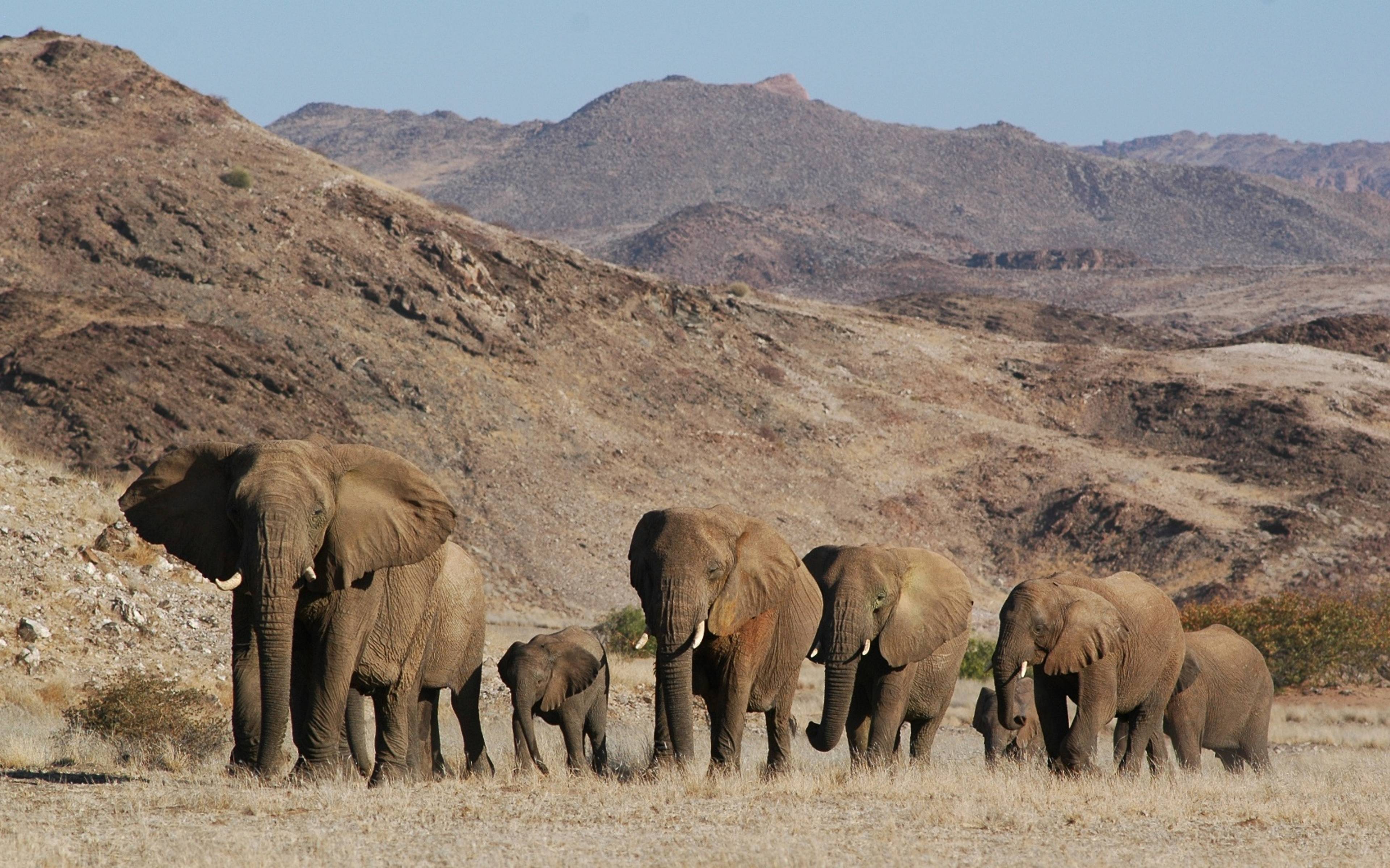 Sagenhafte Wüstenelefanten im Damaraland