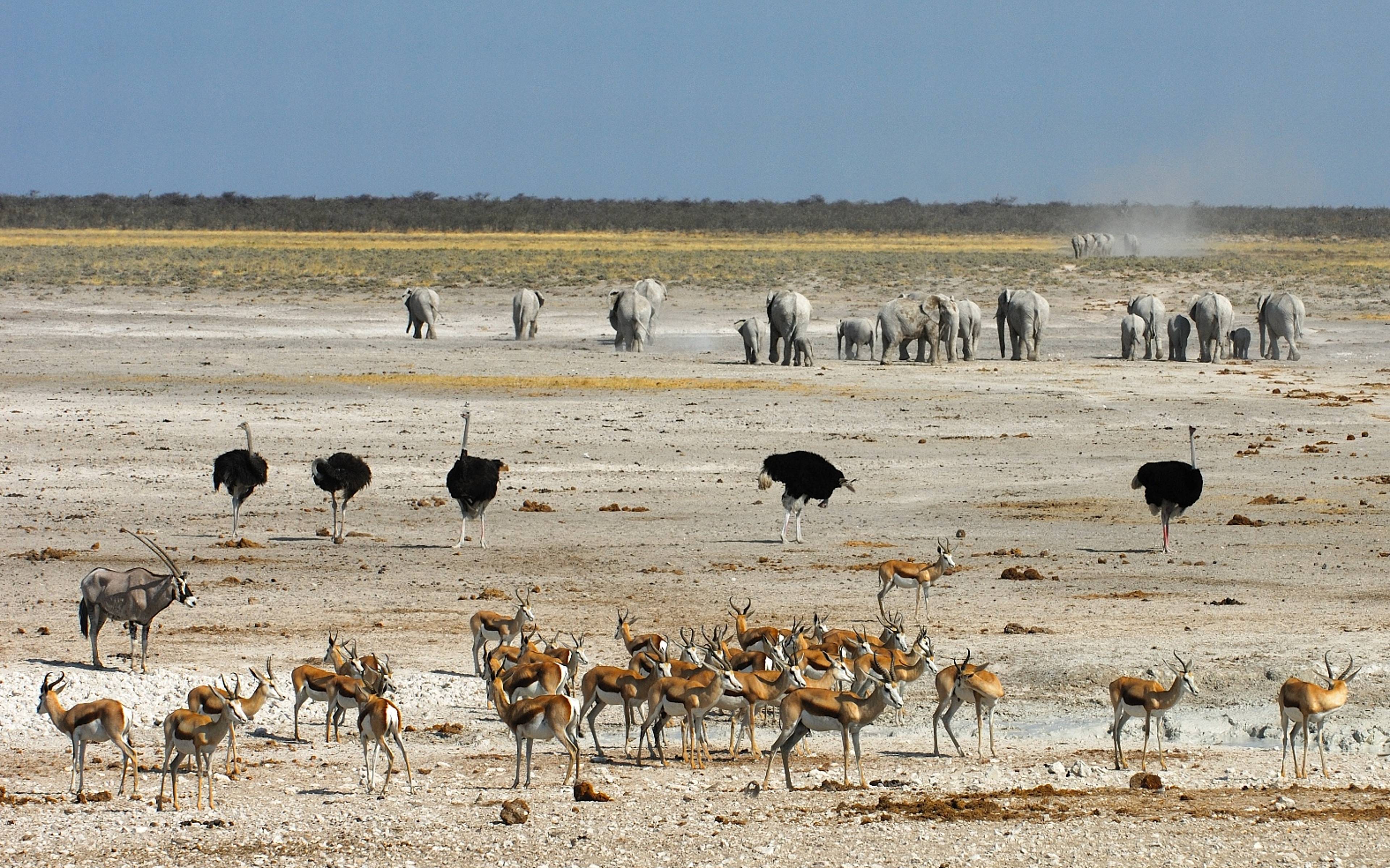 Erkunden Sie den Etoscha Nationalpark 