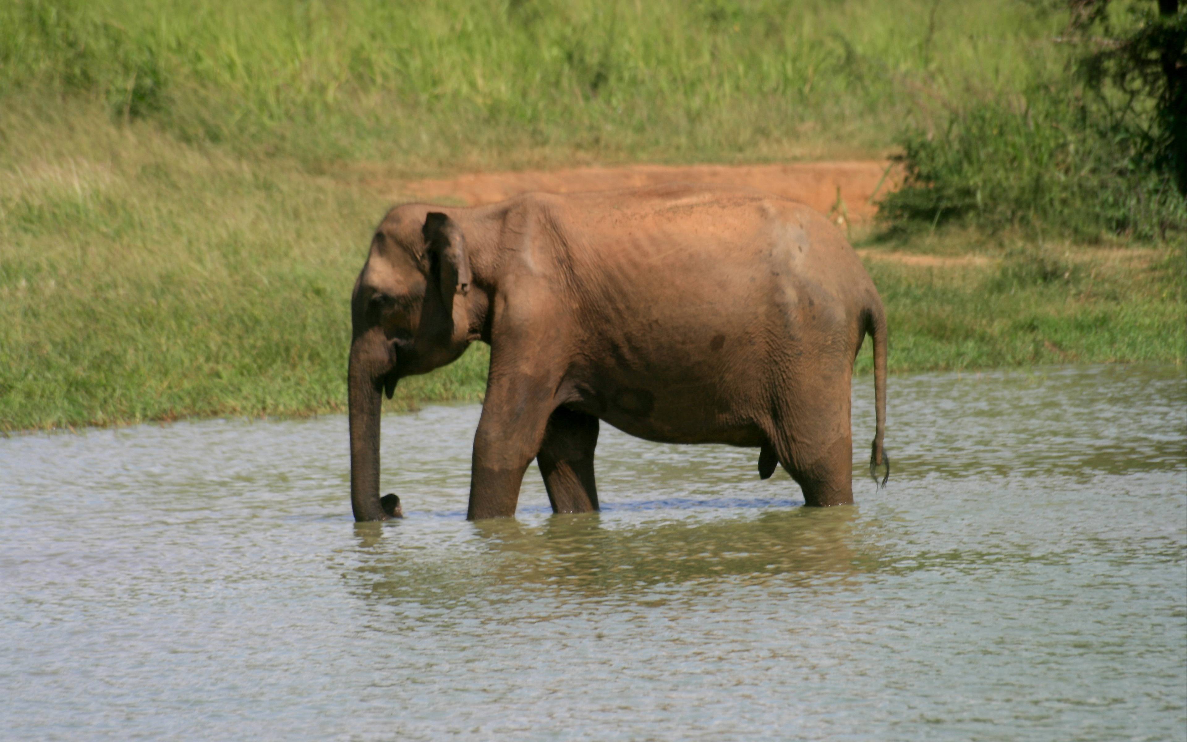 Safari en el Parque Nacional de Yala