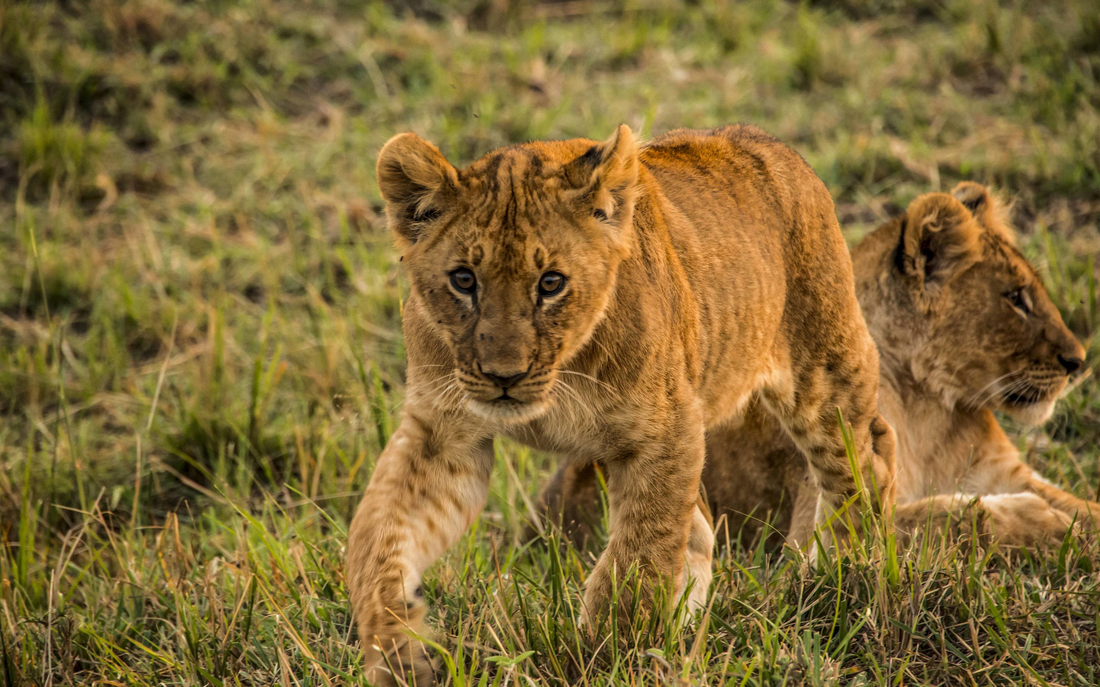 Safari en el Parque Serengeti
