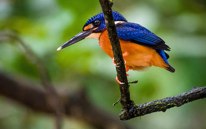 Tour Malesia: Natura selvaggia della Malesia in famiglia 