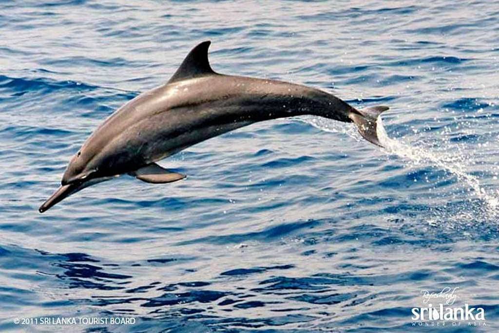 Wale, Delfine & Schildkröten in freier Natur erleben