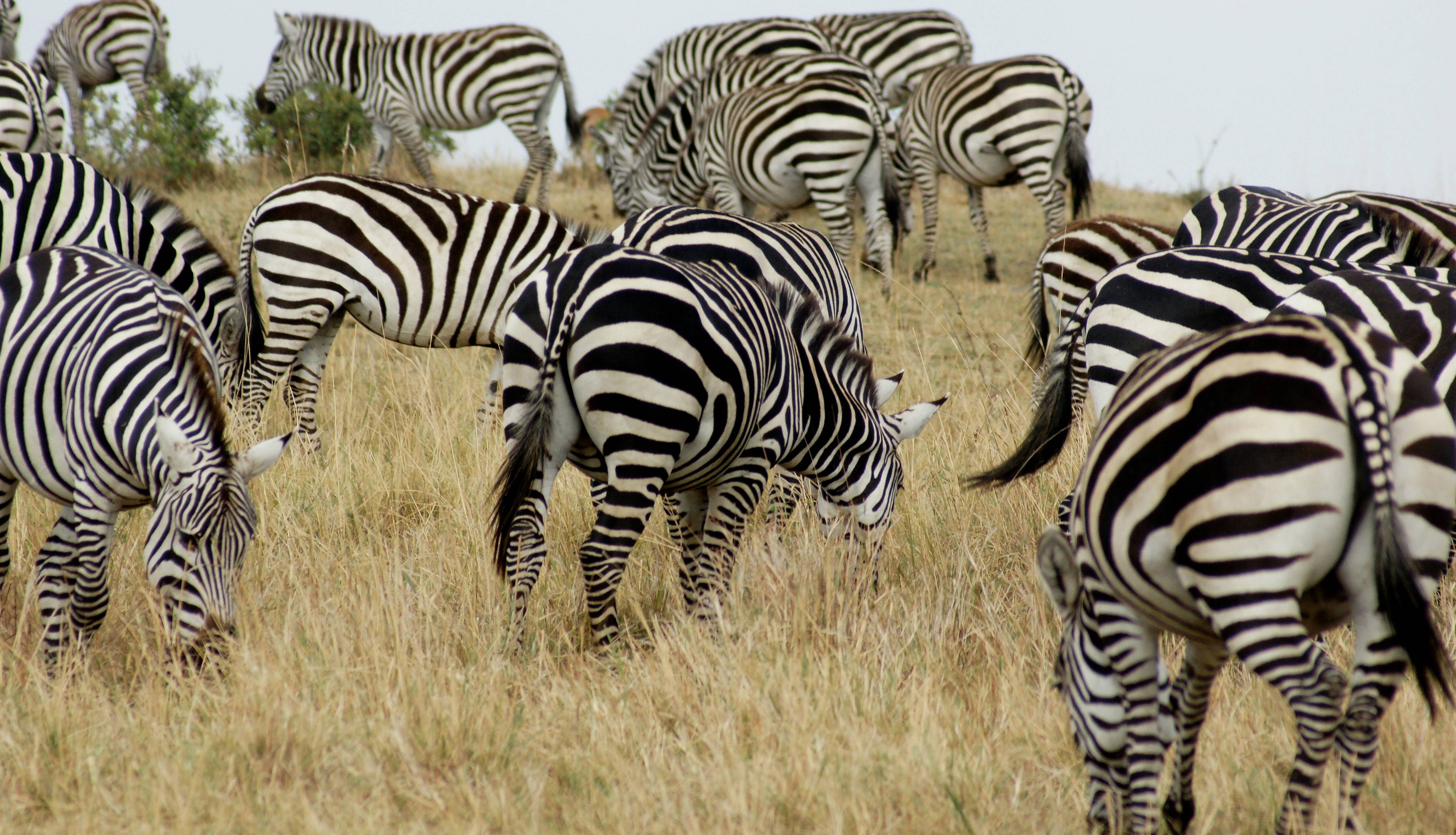 De Nairobi al Parque Nacional Maasai Mara