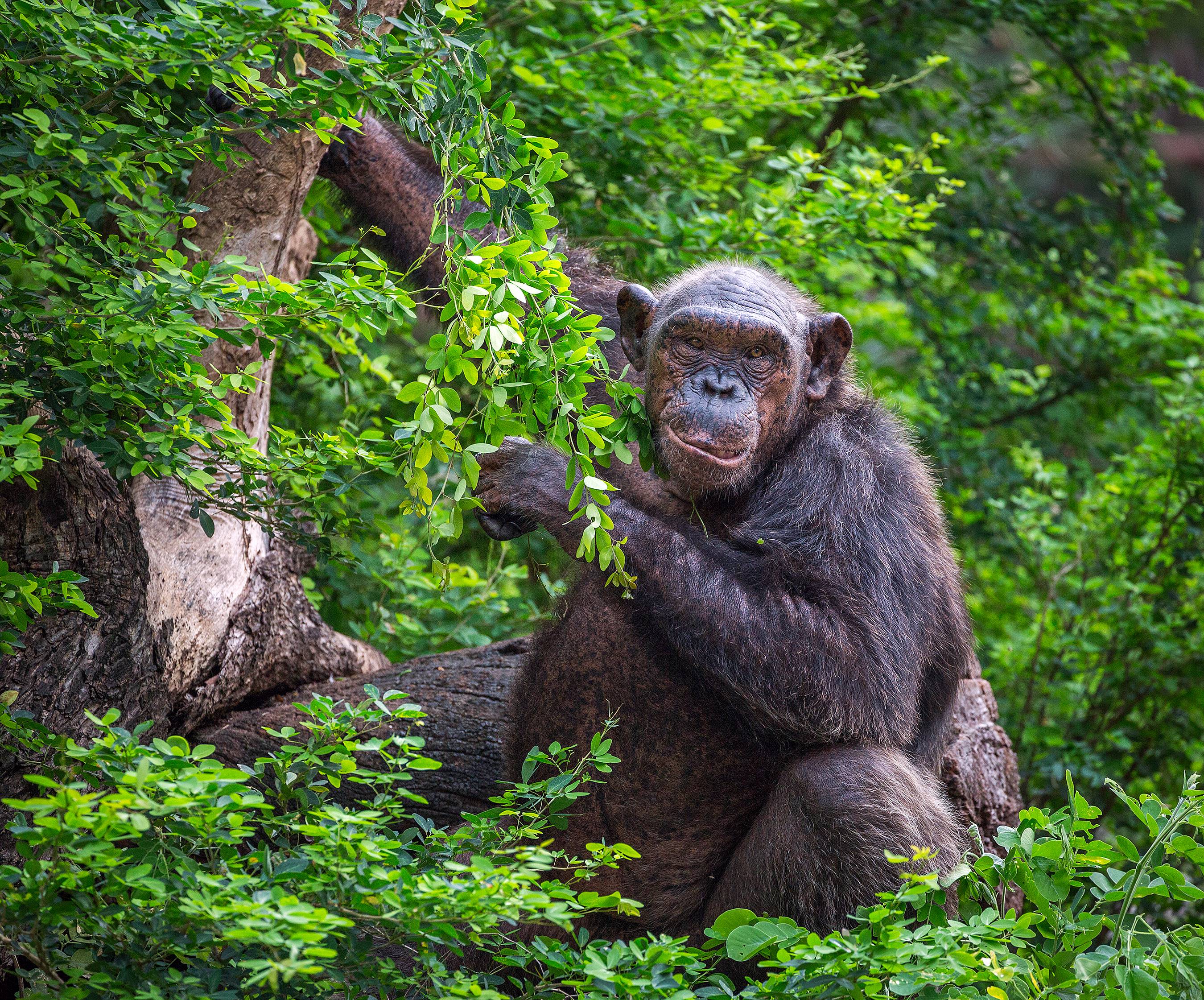 Chimp trekking e escursione nella natura a Kibale Forest