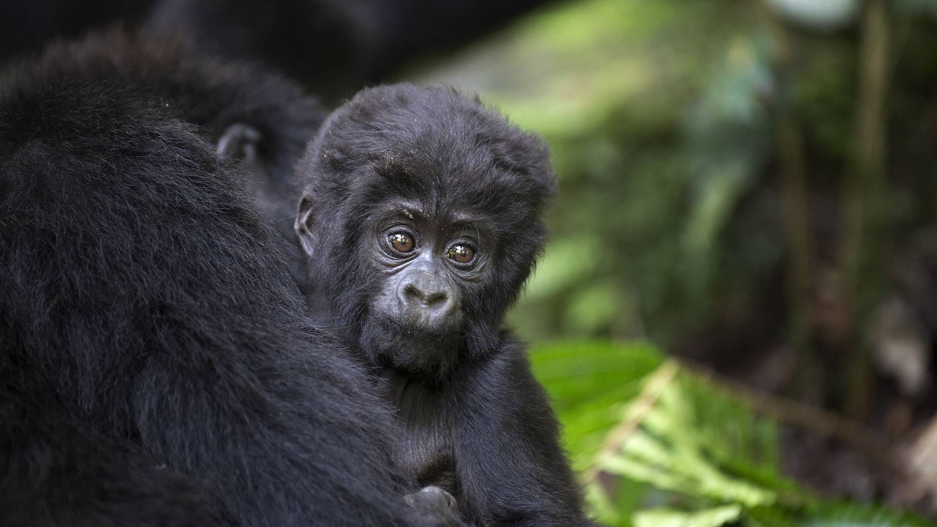 I primati di Uganda e Ruanda