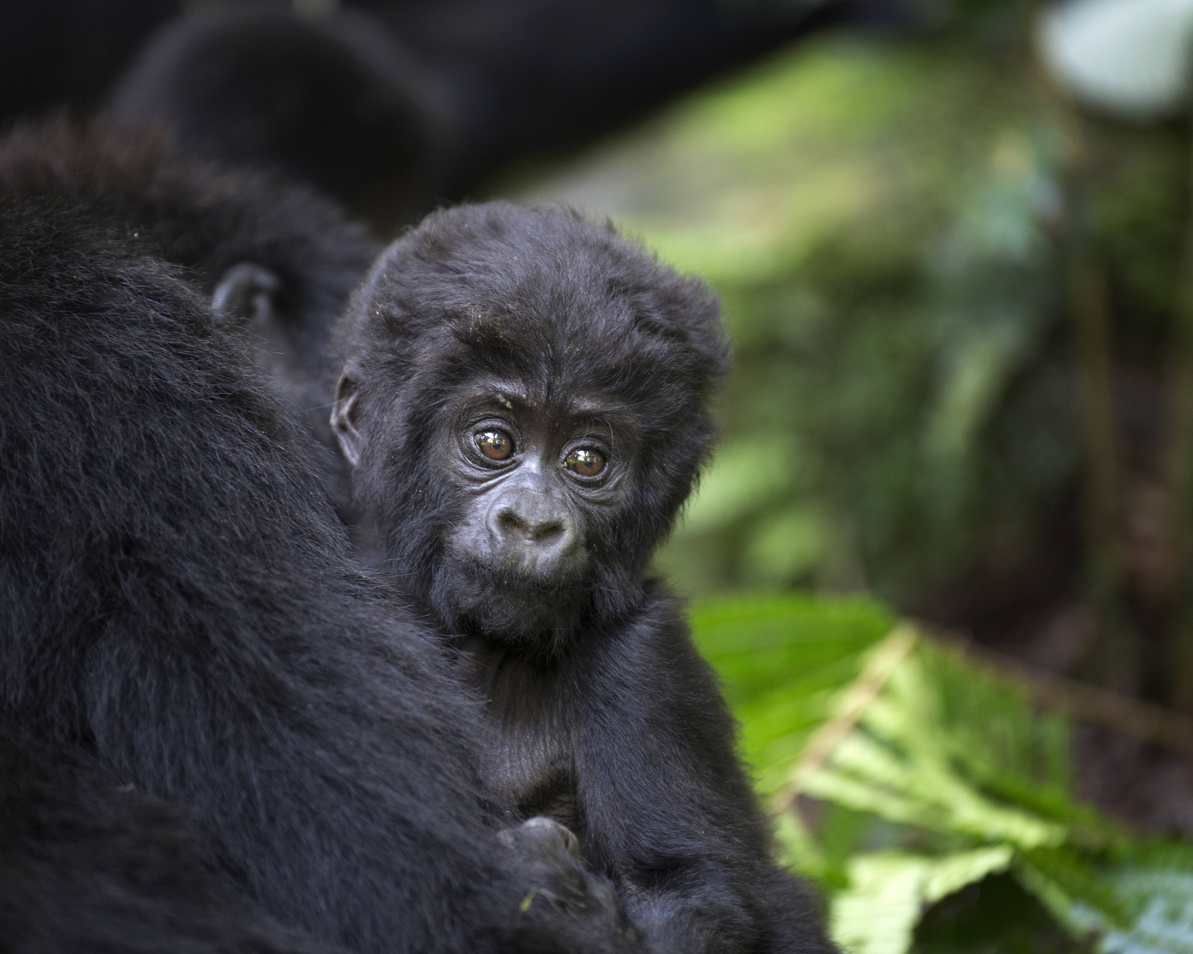 I primati di Uganda e Ruanda