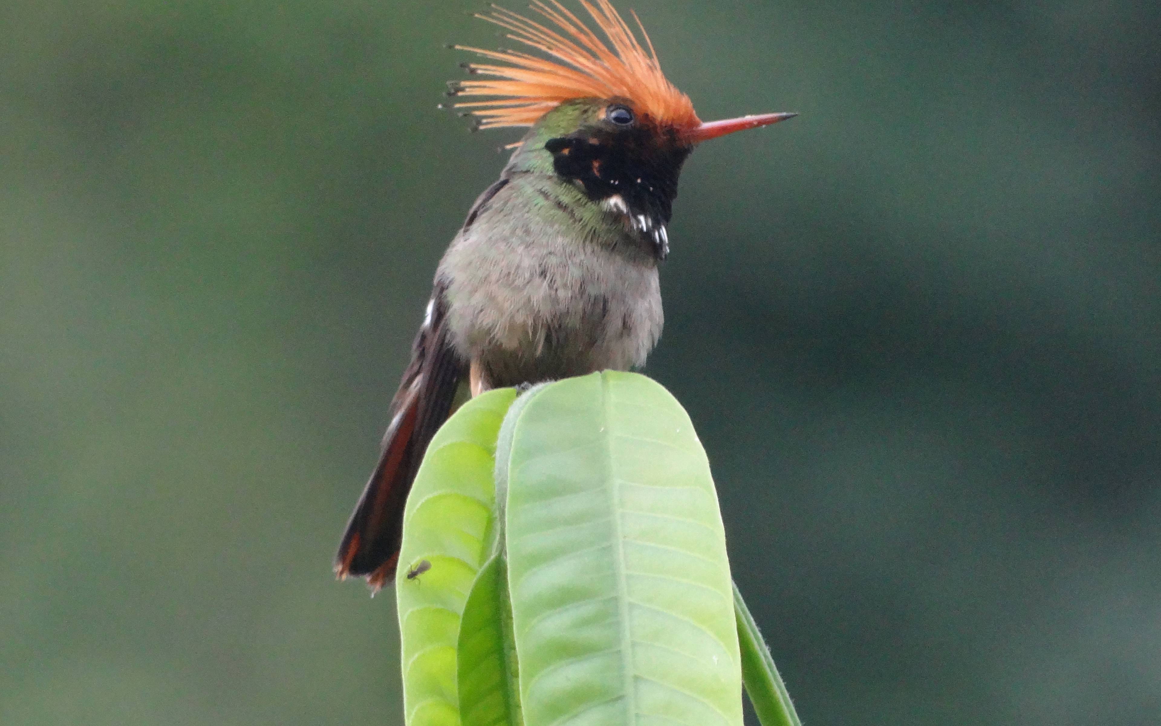 Kolibri-Beobachtung in Huembo