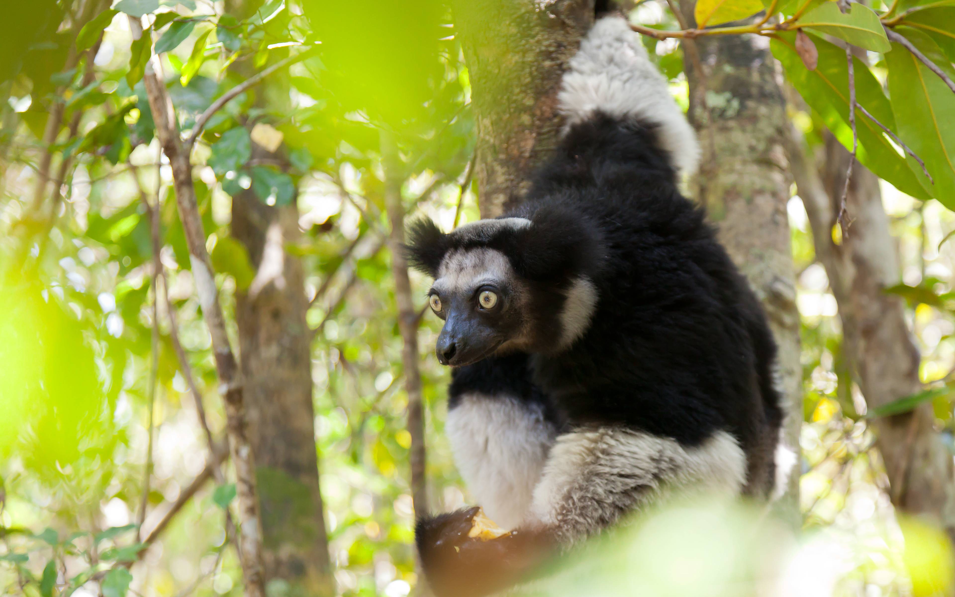Treffen mit dem Lemuren Indri