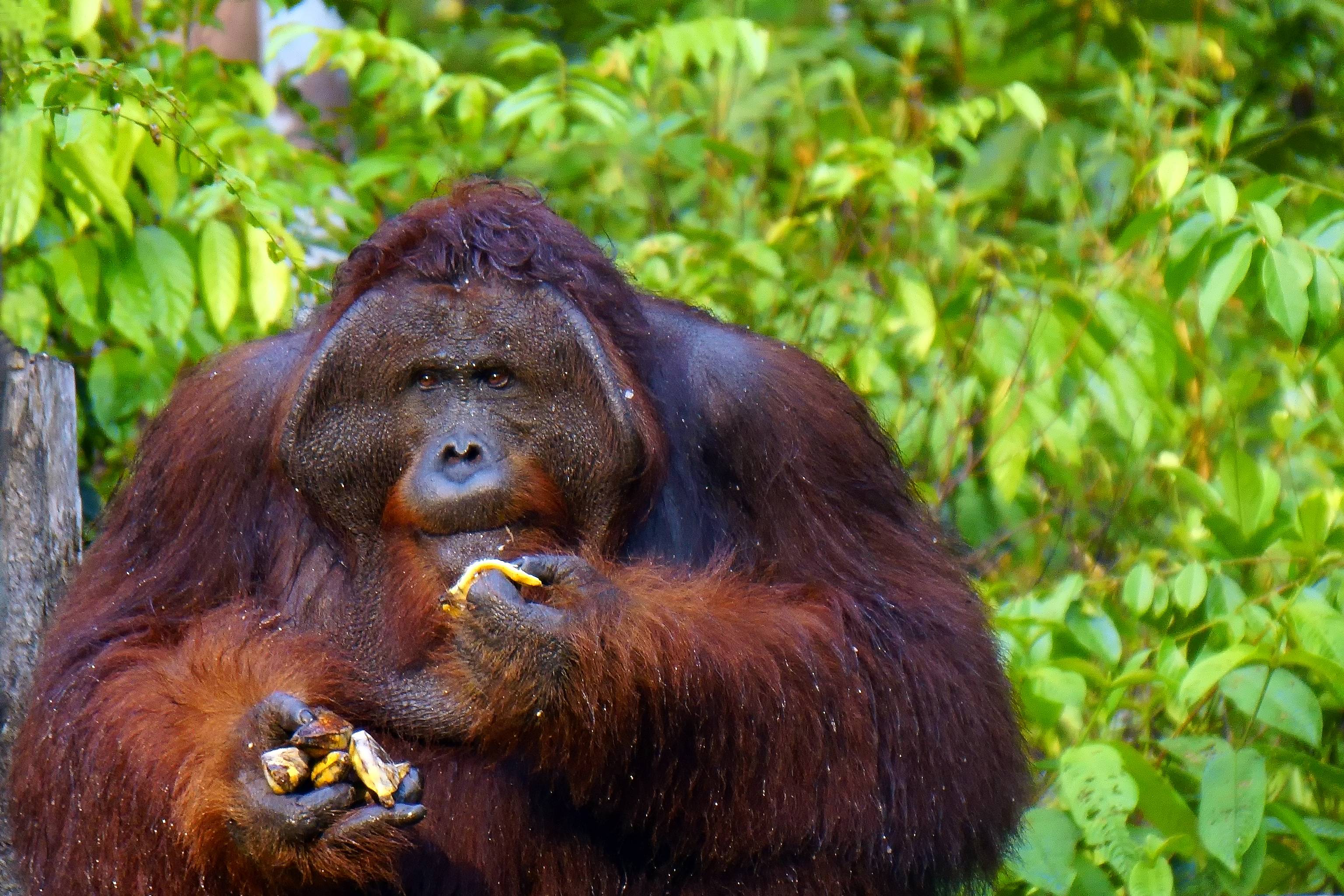 Oranghi del Borneo e i fondali di Maratua