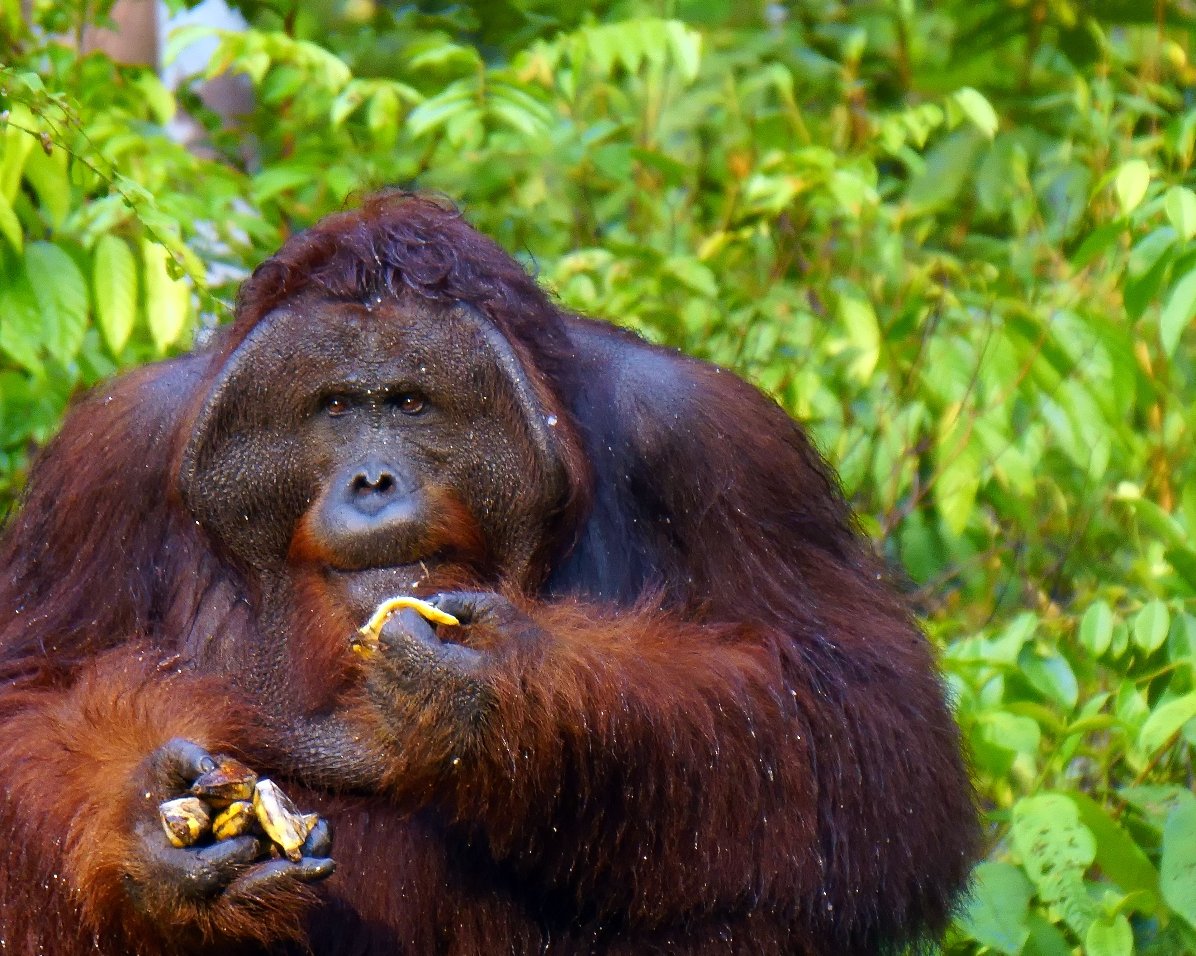 Oranghi del Borneo e i fondali di Maratua