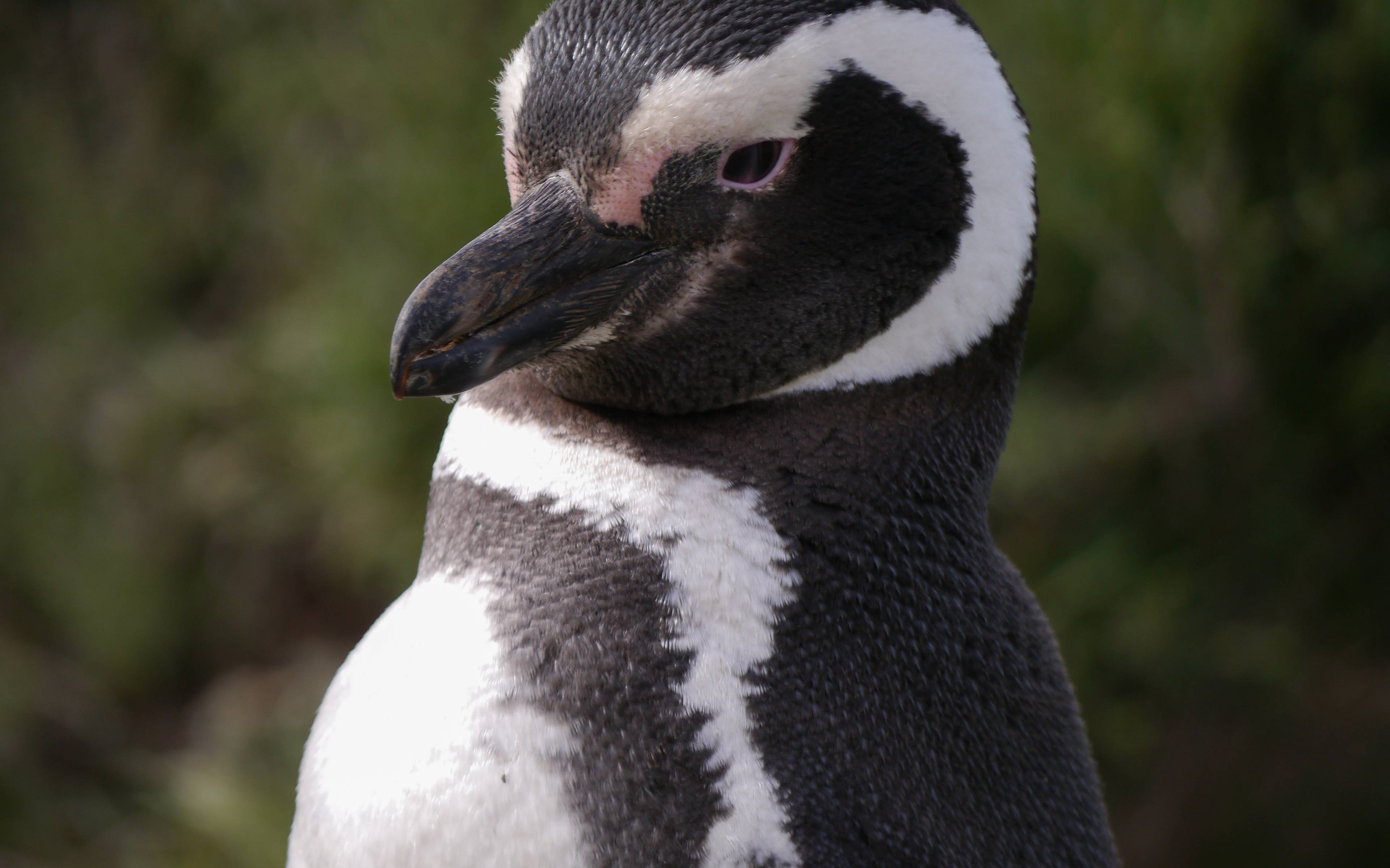 Gita tra i pinguini di Punta Tombo