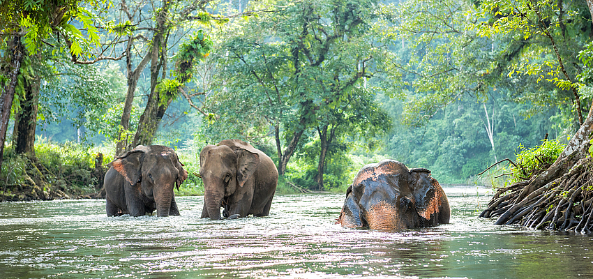 Thailand: Thailand without riding elephants! | Evaneos