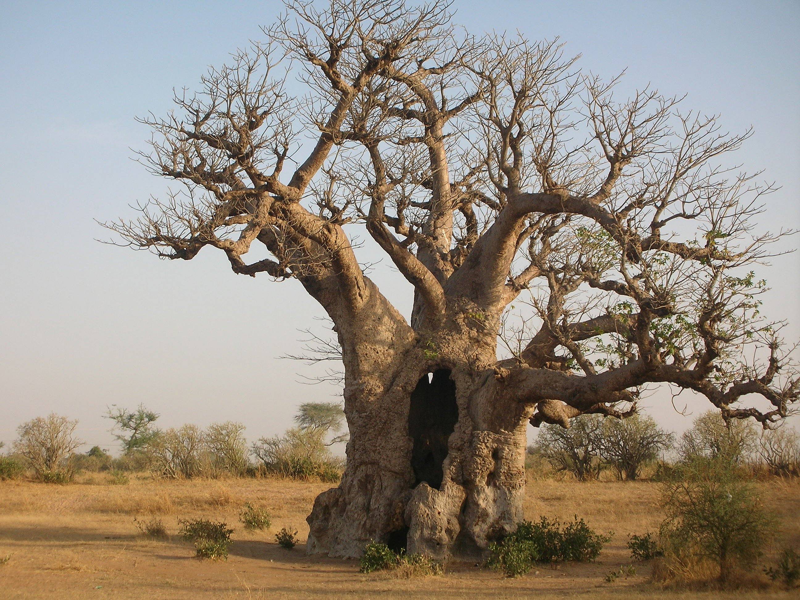 San Luis y los bosques de baobabs