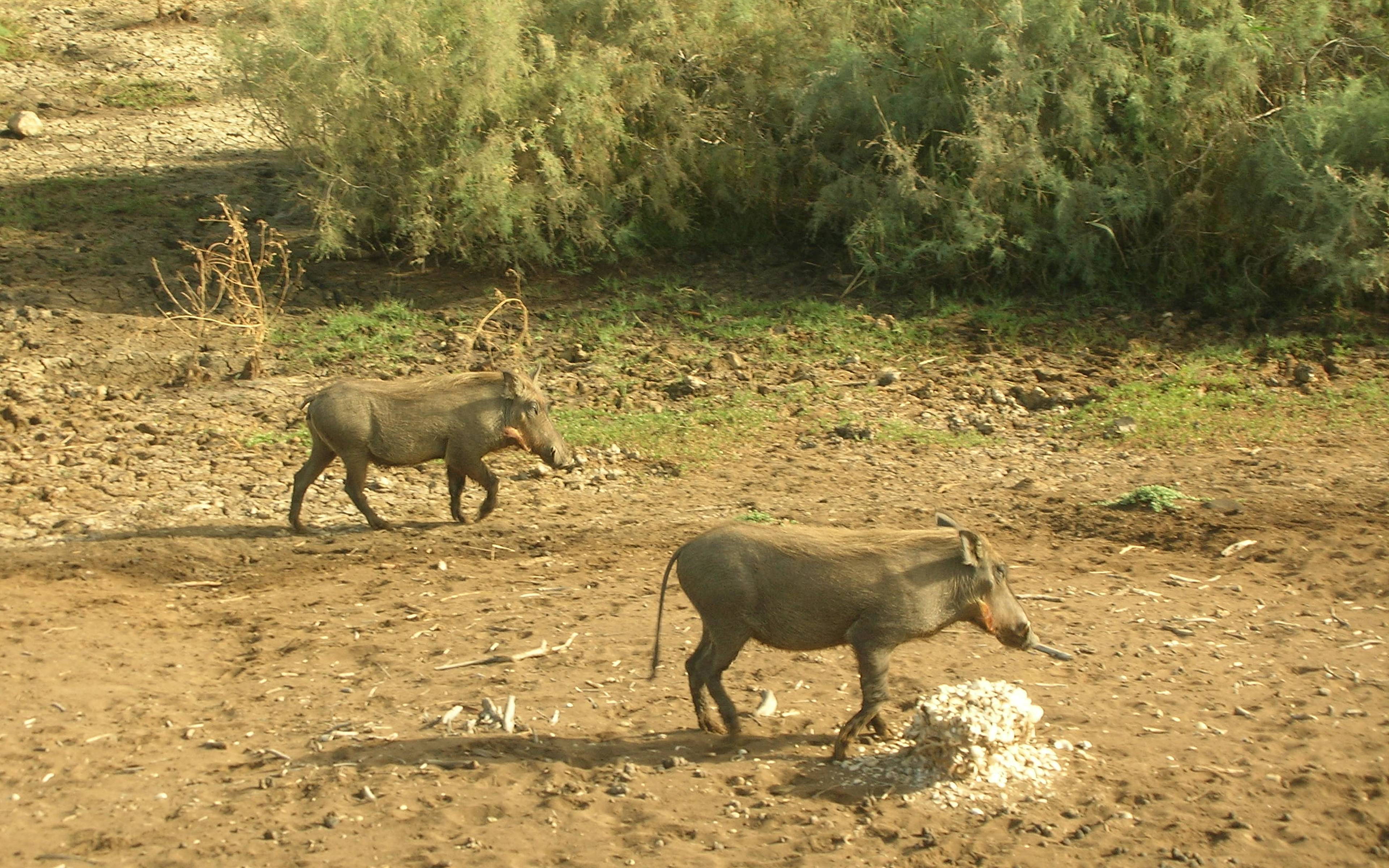 Safari en el Parque Niokolo - Koba