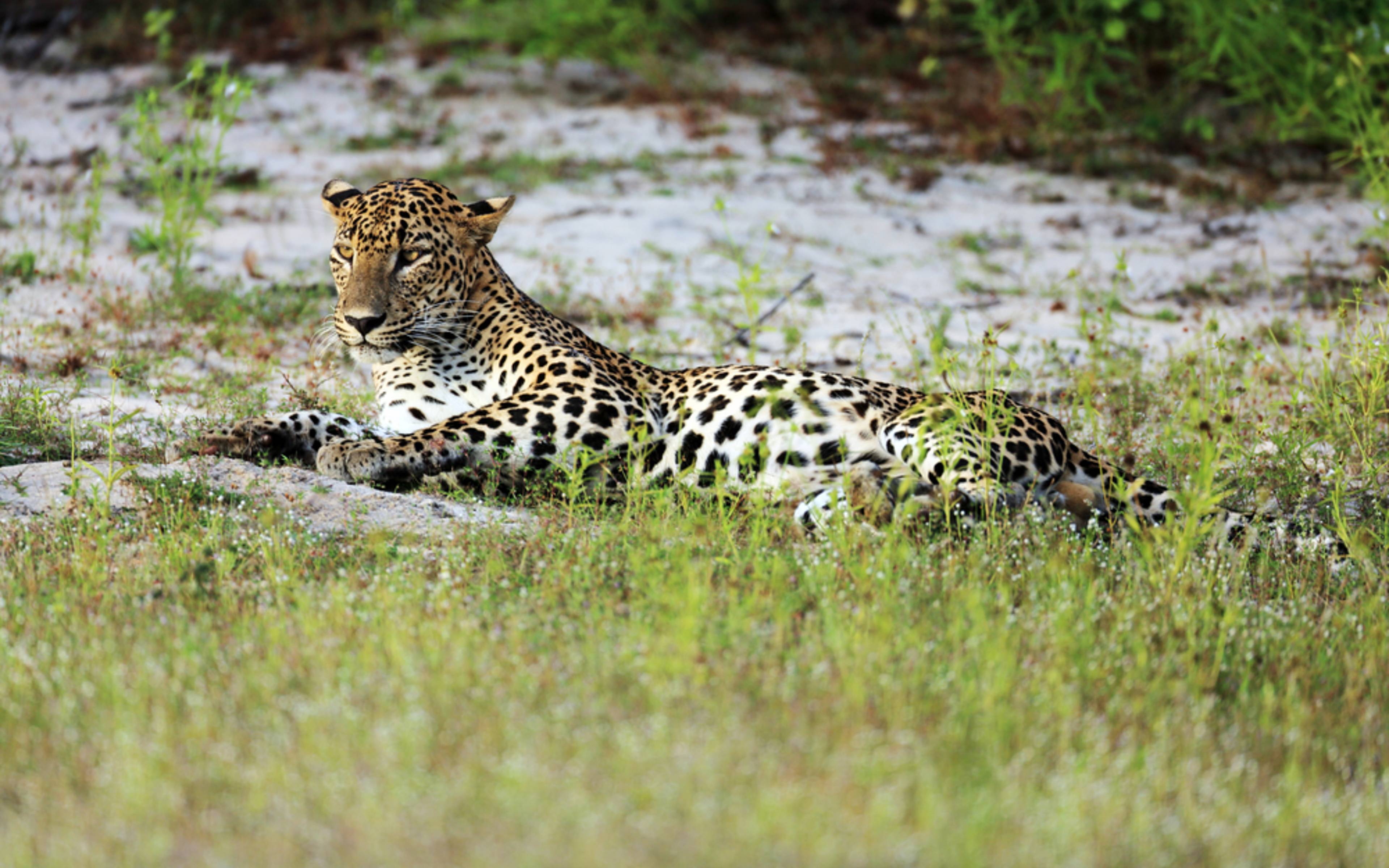 Wildtiere erspähen im Wilpattu-Nationalpark 