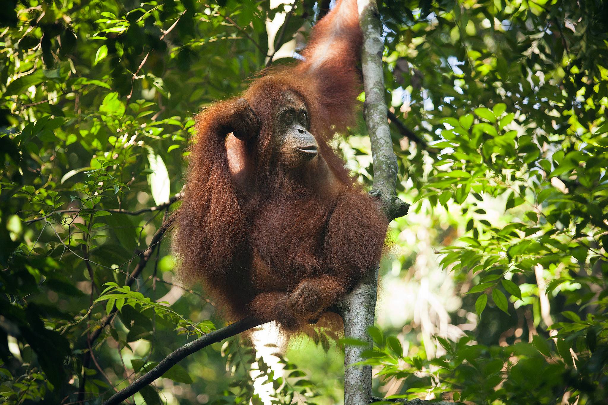 Visita de orangutanes en Bukit Lawang 