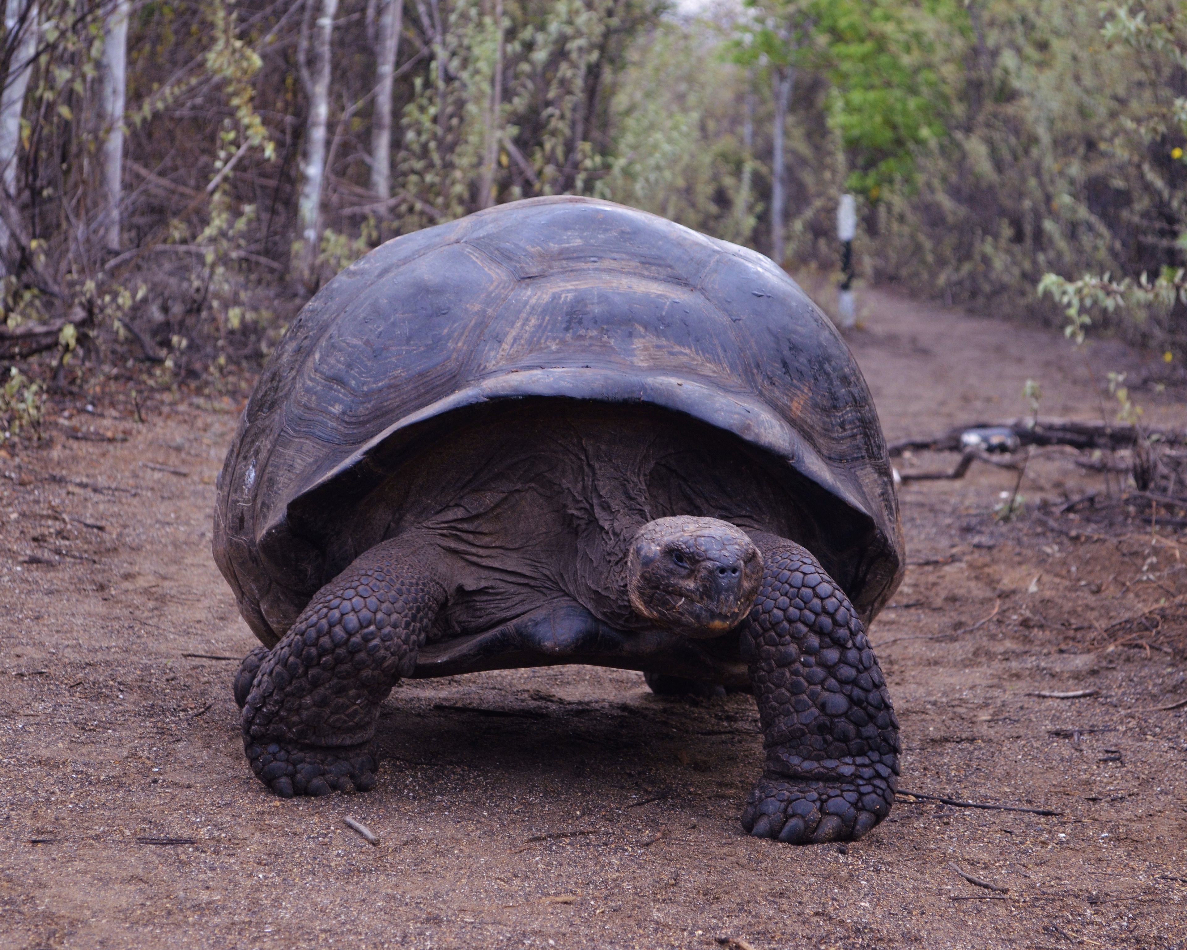 Dagli altipiani andini alle isole delle tartarughe giganti