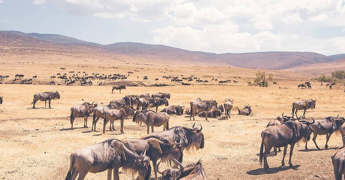 Voyage En Tanzanie Avec Guide Francophone Circuits 100 Sur Mesure Evaneos 2869