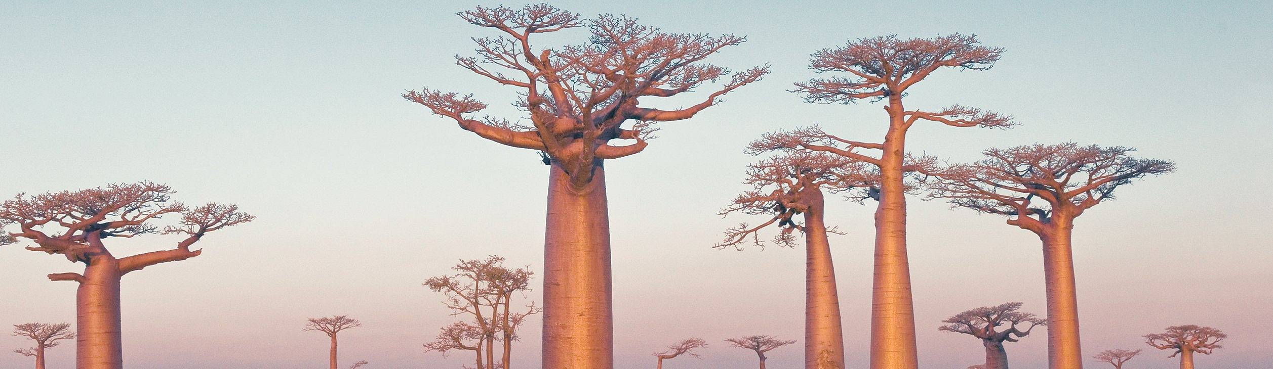Grupo de árboles baobab, Madagascar