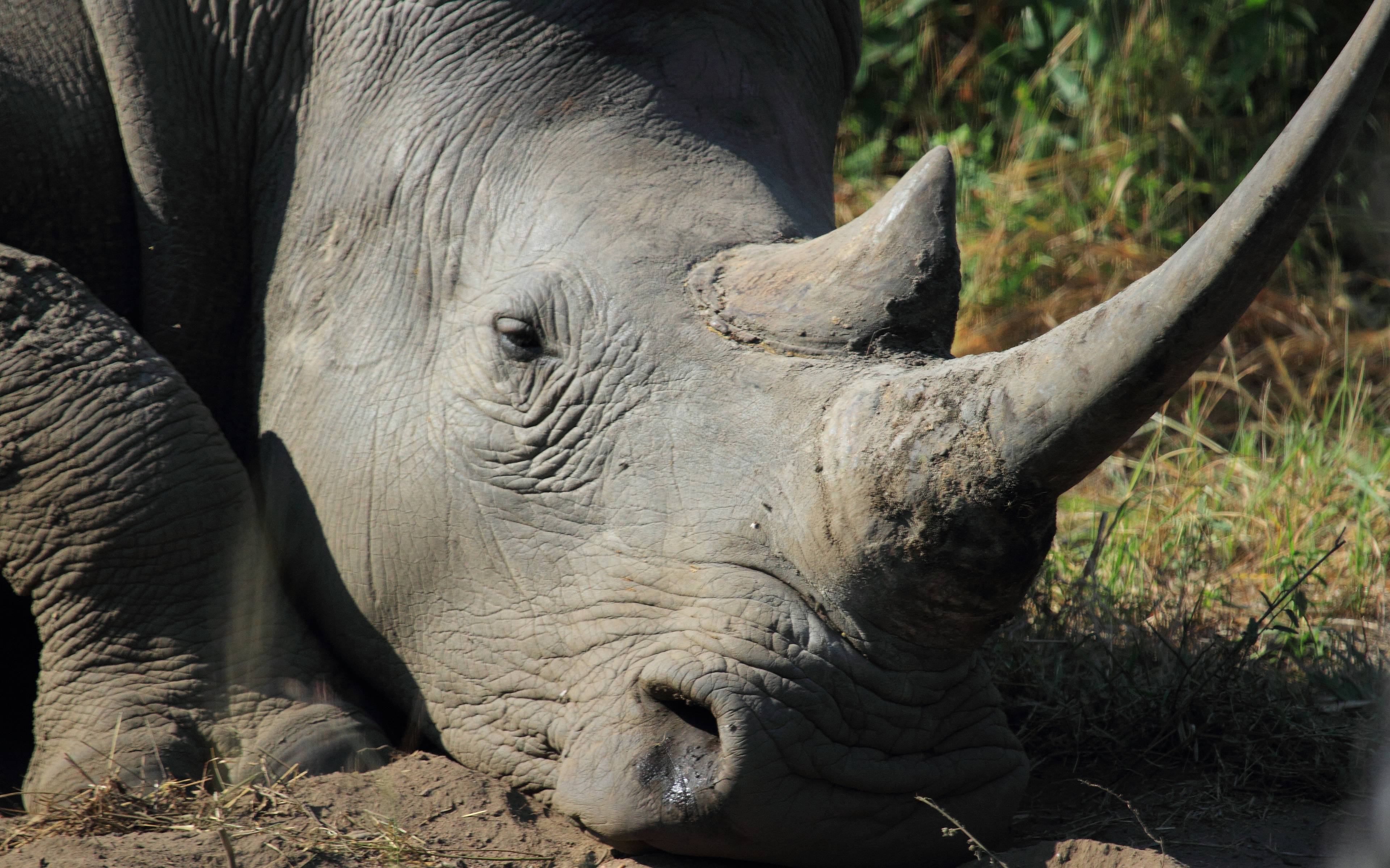 Safari à la rencontre des Rhinoceros blanc
